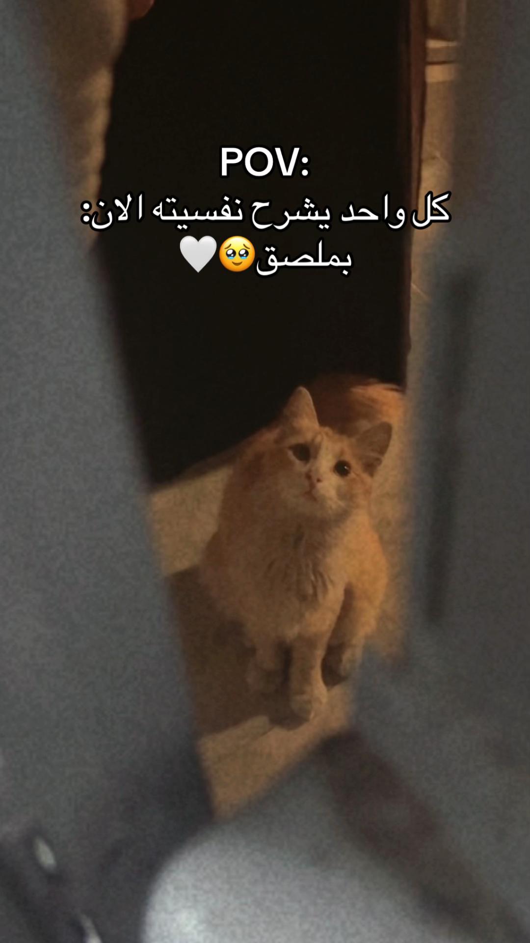 @Lamia𝜗ৎ📸