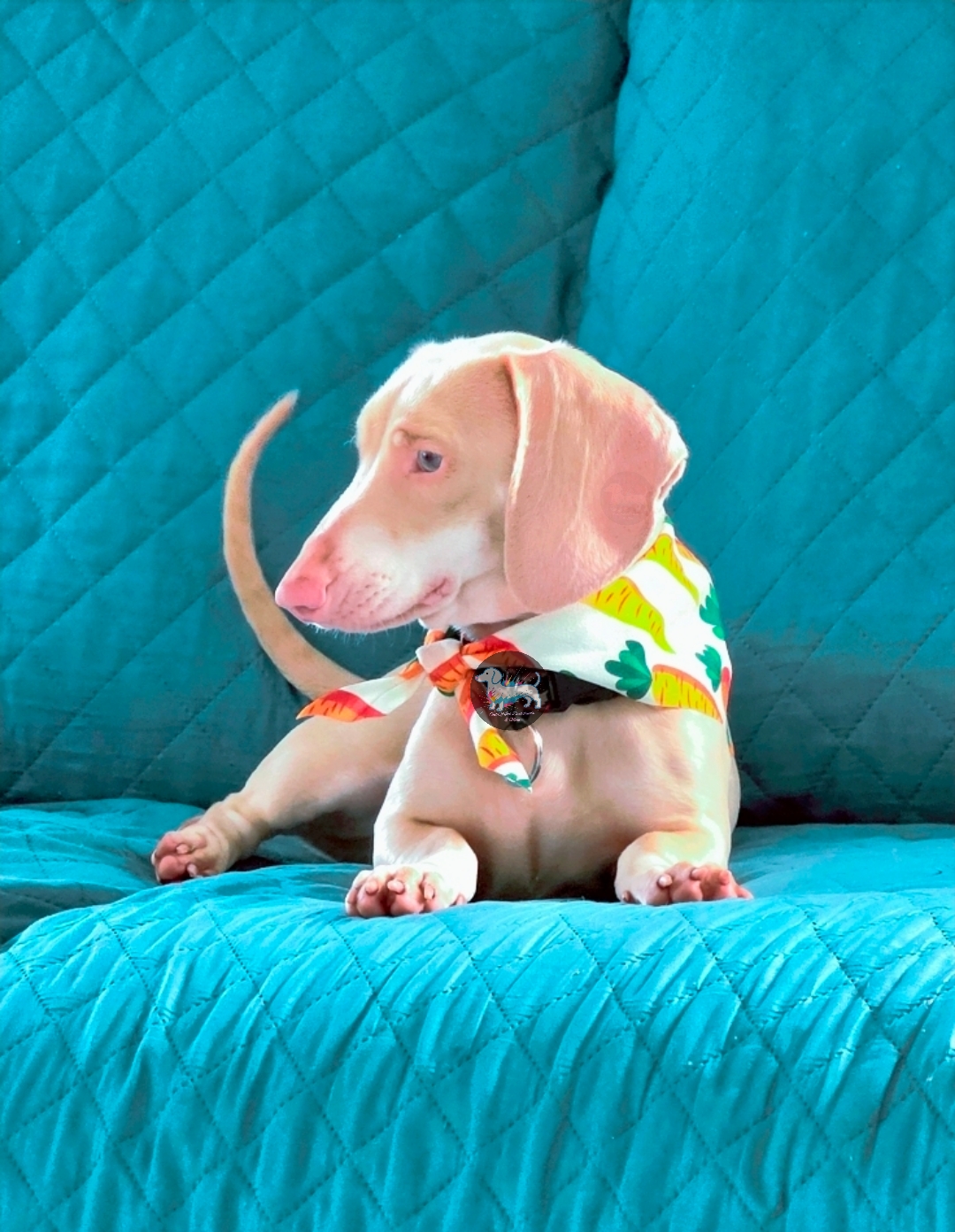 @Out.of.ink.Dachshund