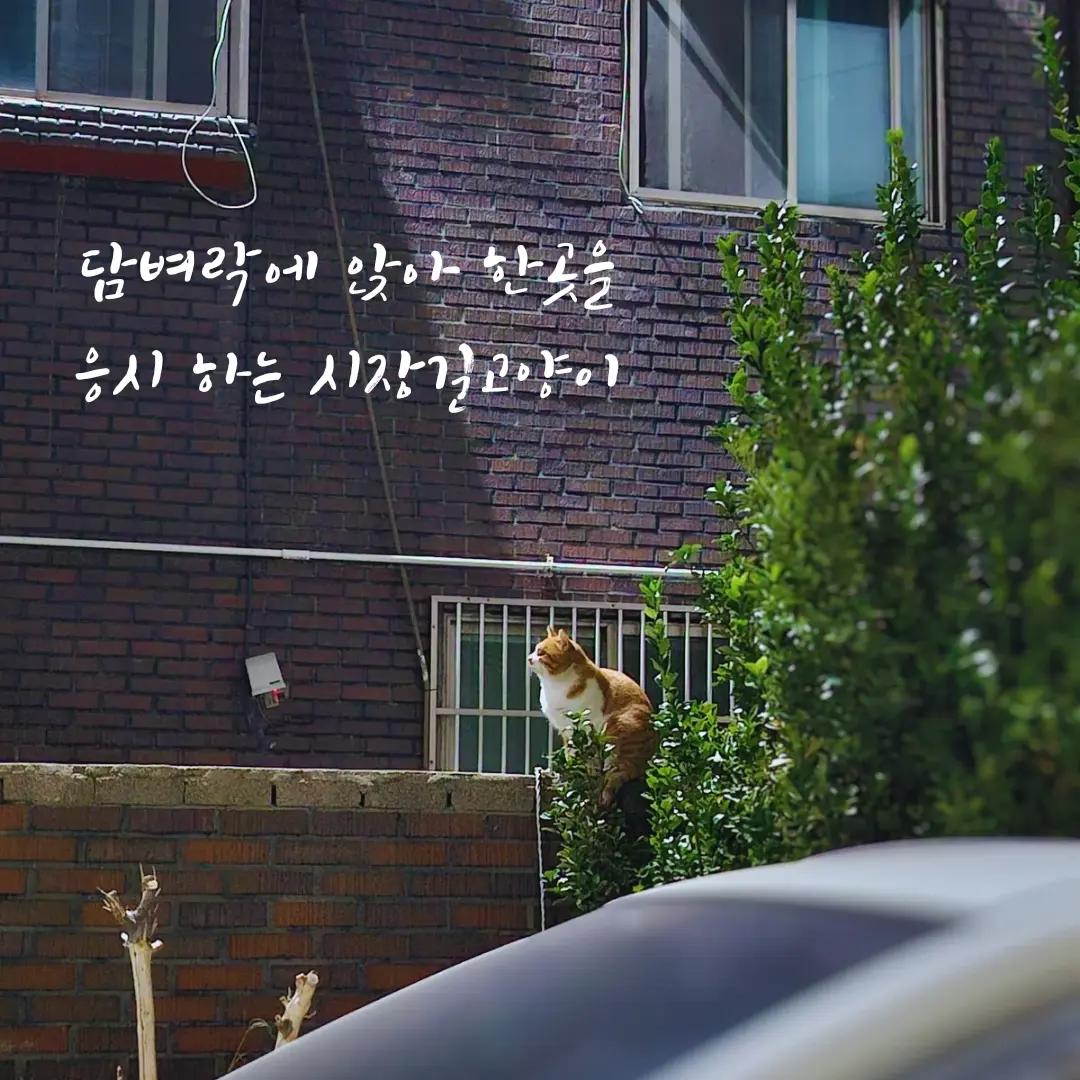 @우다다냥냥냥