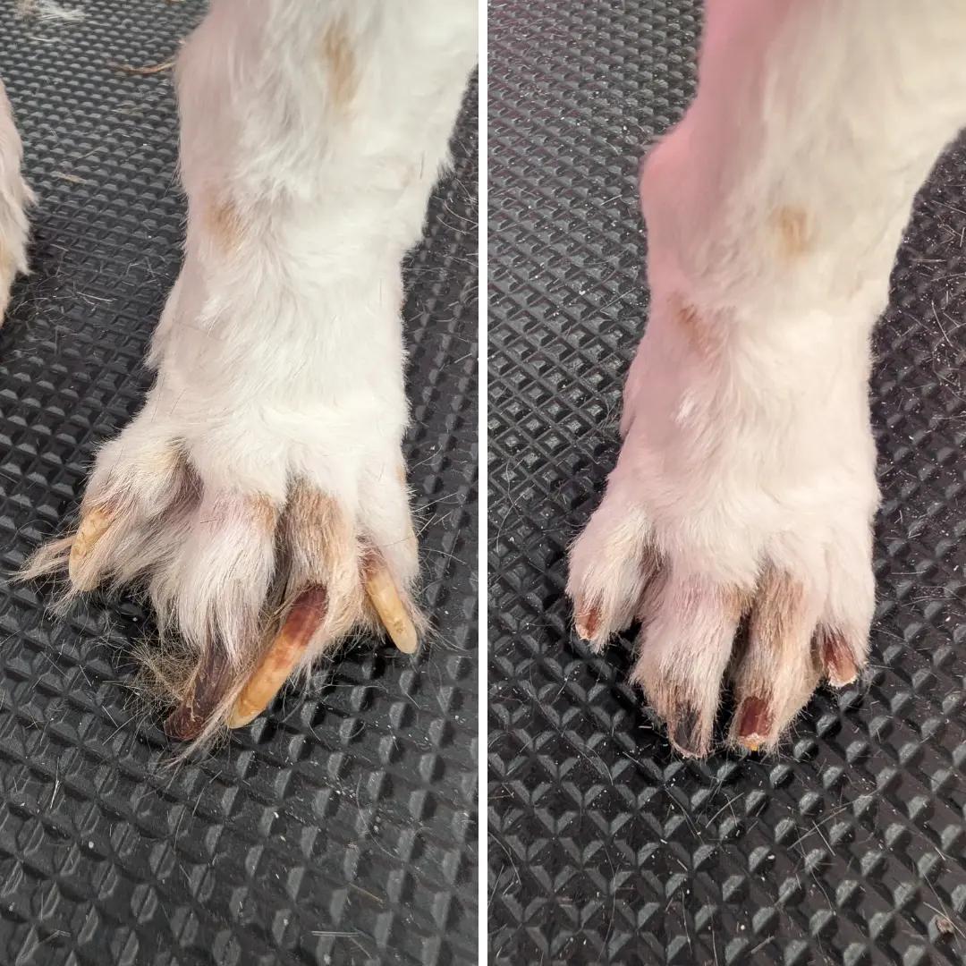 @bubulabapetgrooming