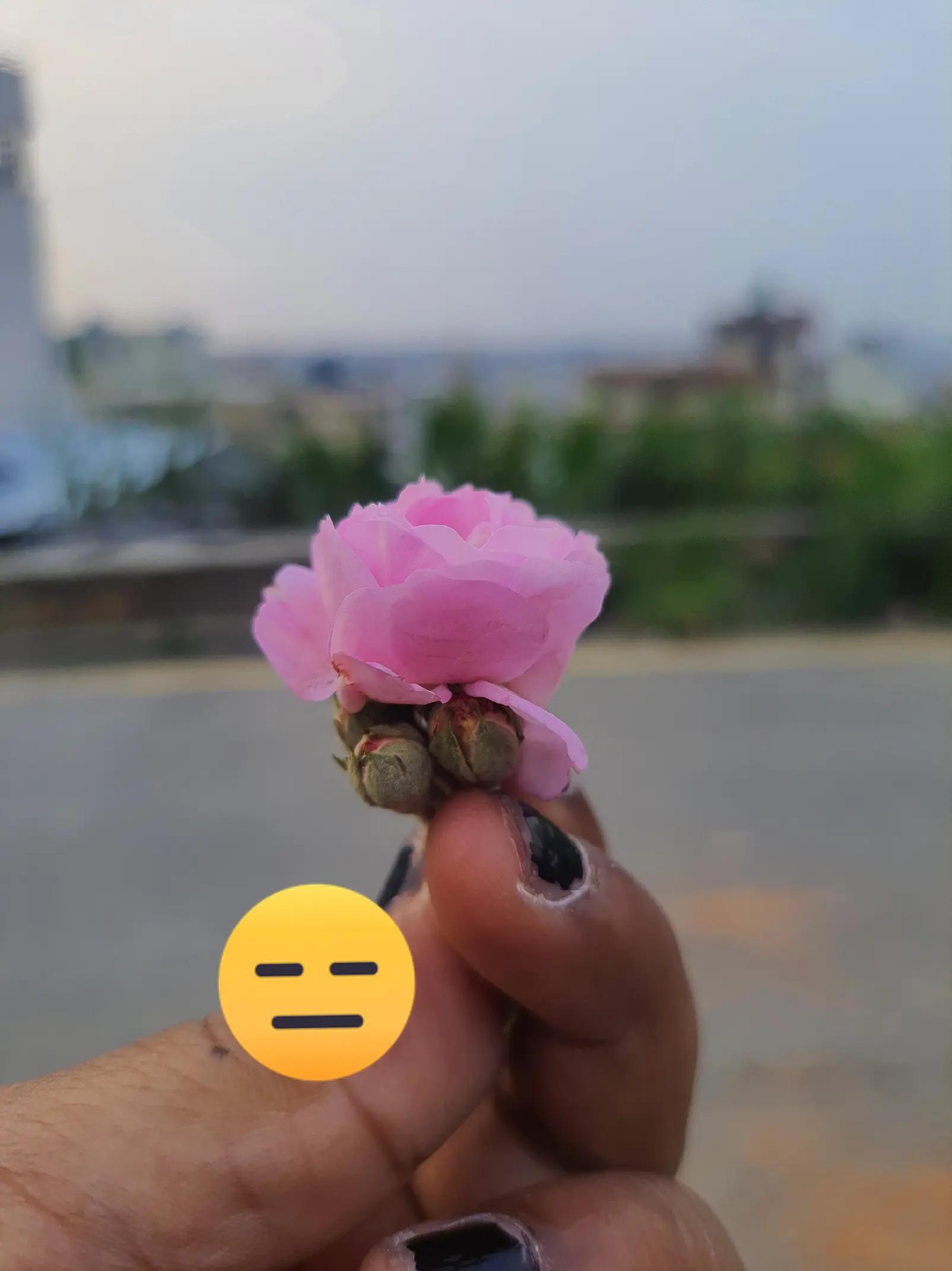 @shresthasharu11