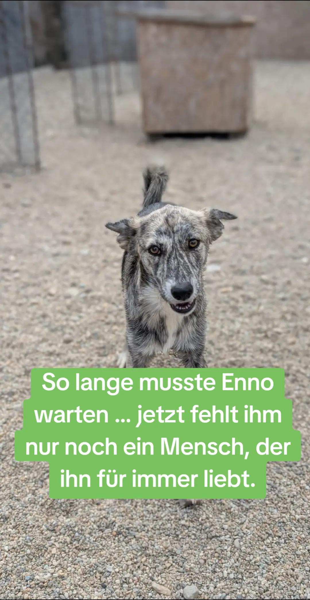 @Glücksfellchen Tierhilfe e.V.