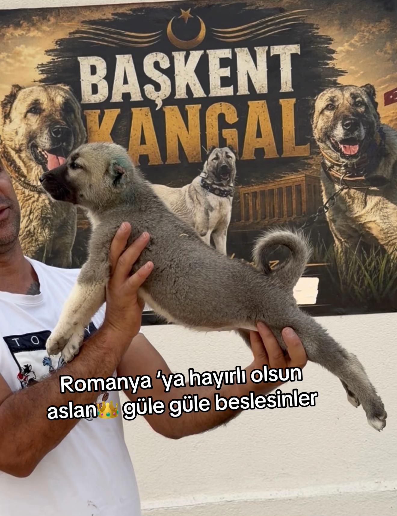 @kangalcı serkan