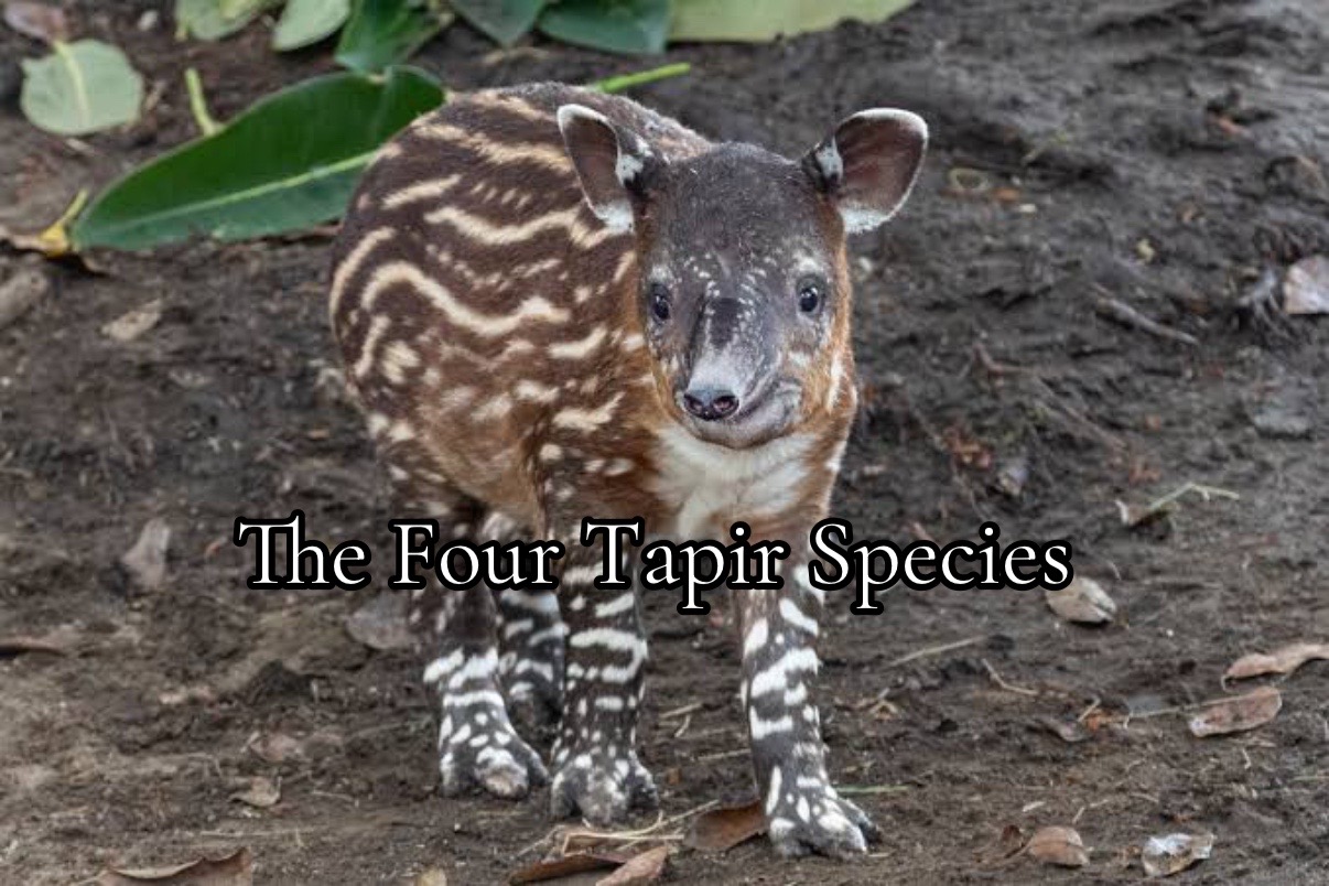 @zoology hq