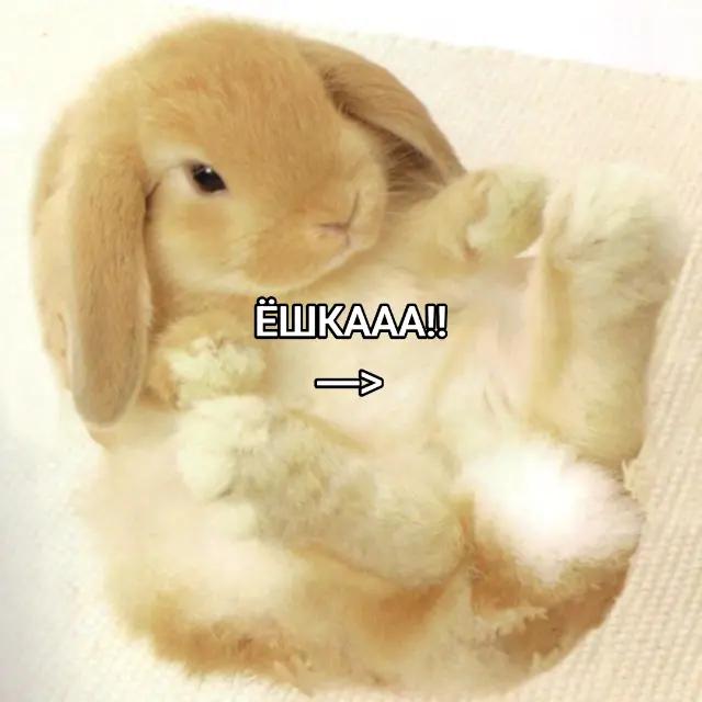 @чокопао 🍅