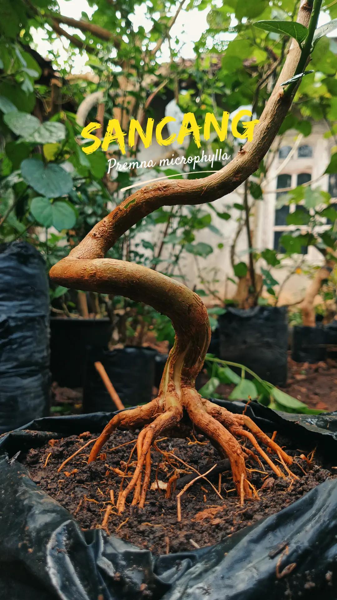 @RA'BONSAI