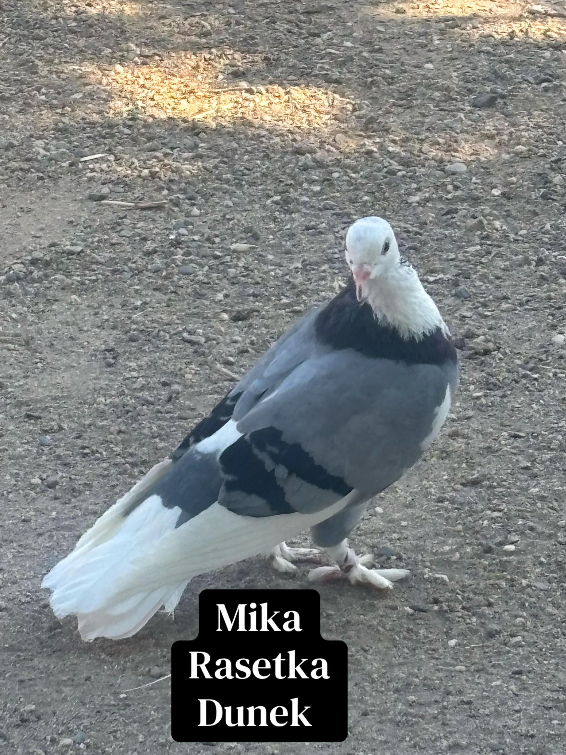 @Mile Kolev