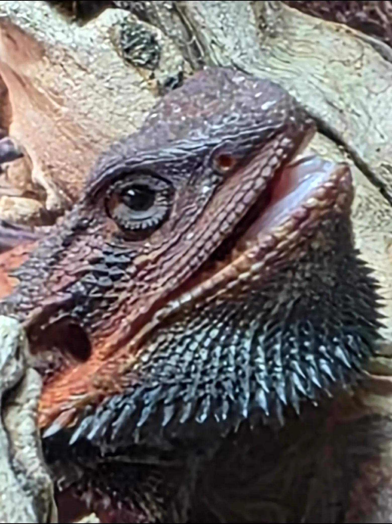 @Roundtabledragons