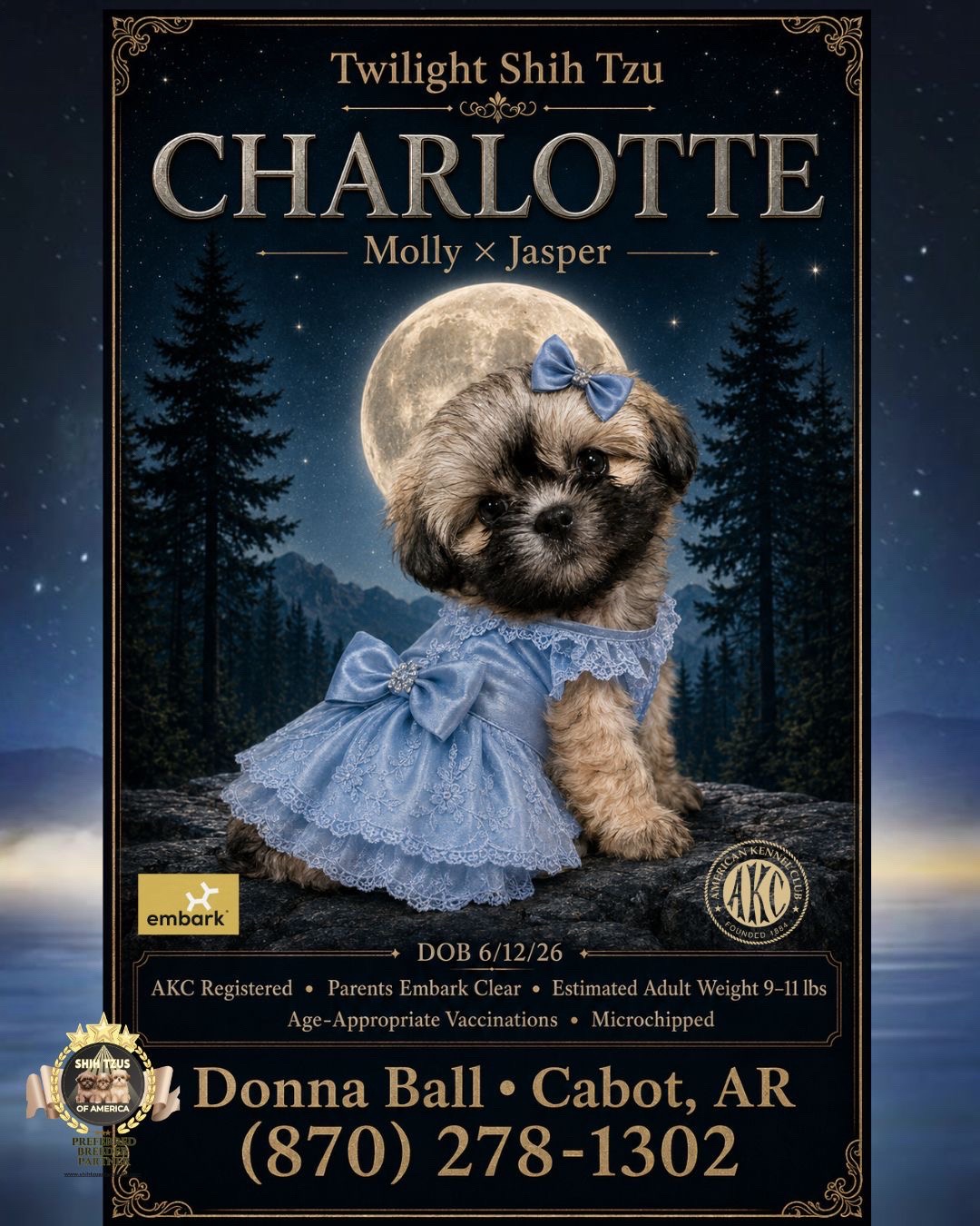 @Twilight Shih Tzu