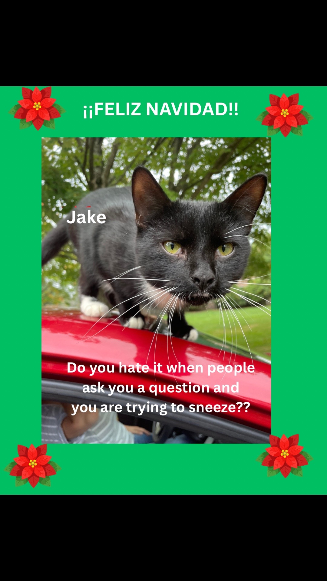 @The Appalachian kitties