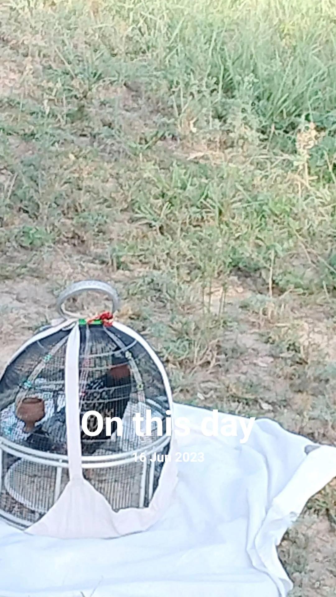 @babari Rajput