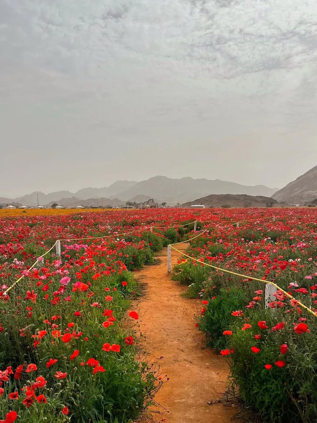 @هدايا حائل