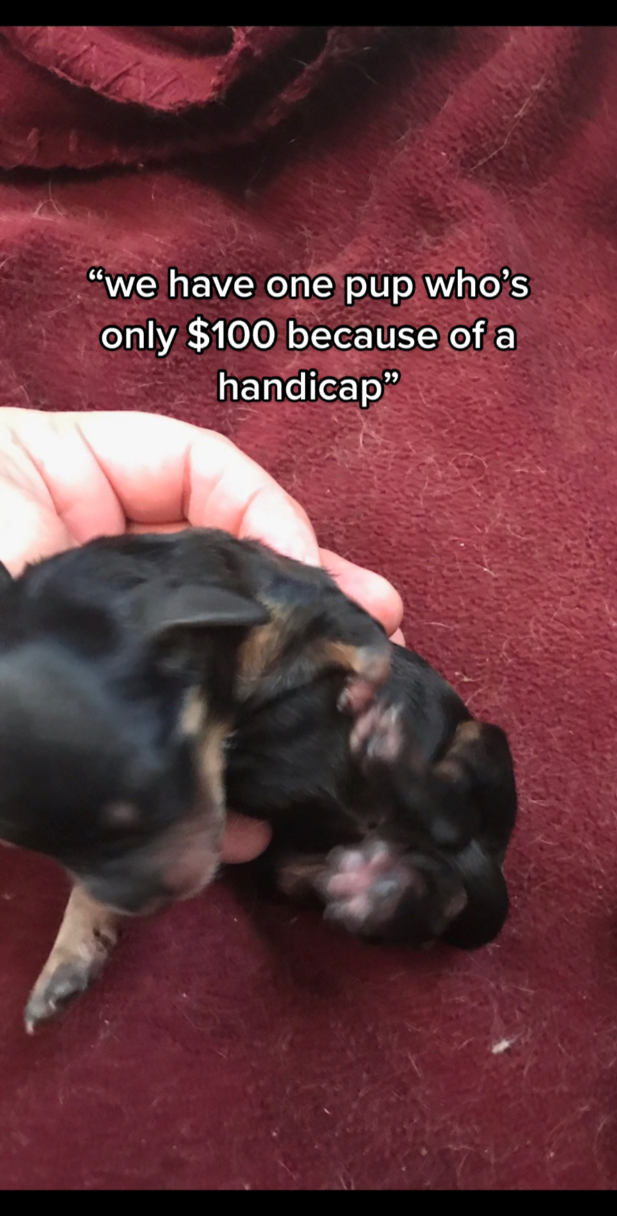 @Henry the mini dachshund