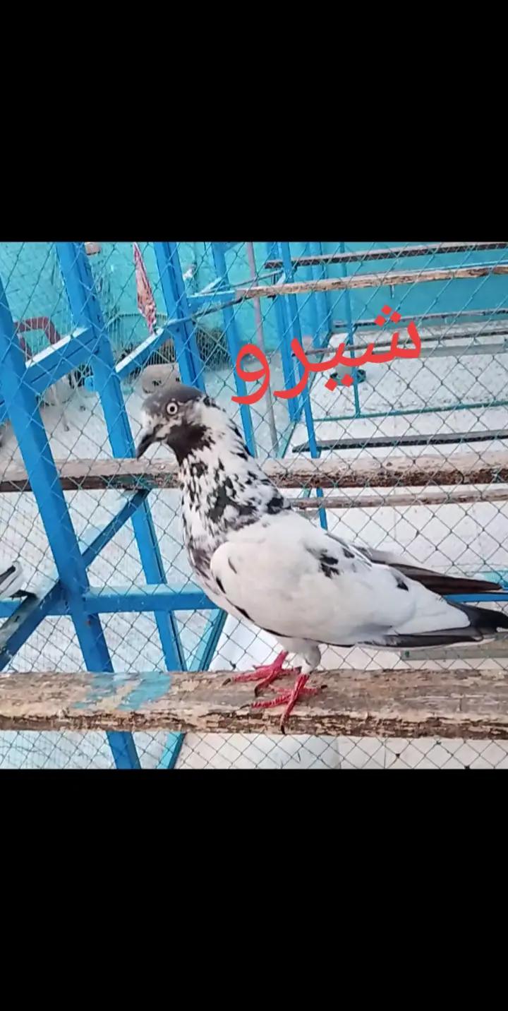 @waqarsulehri555