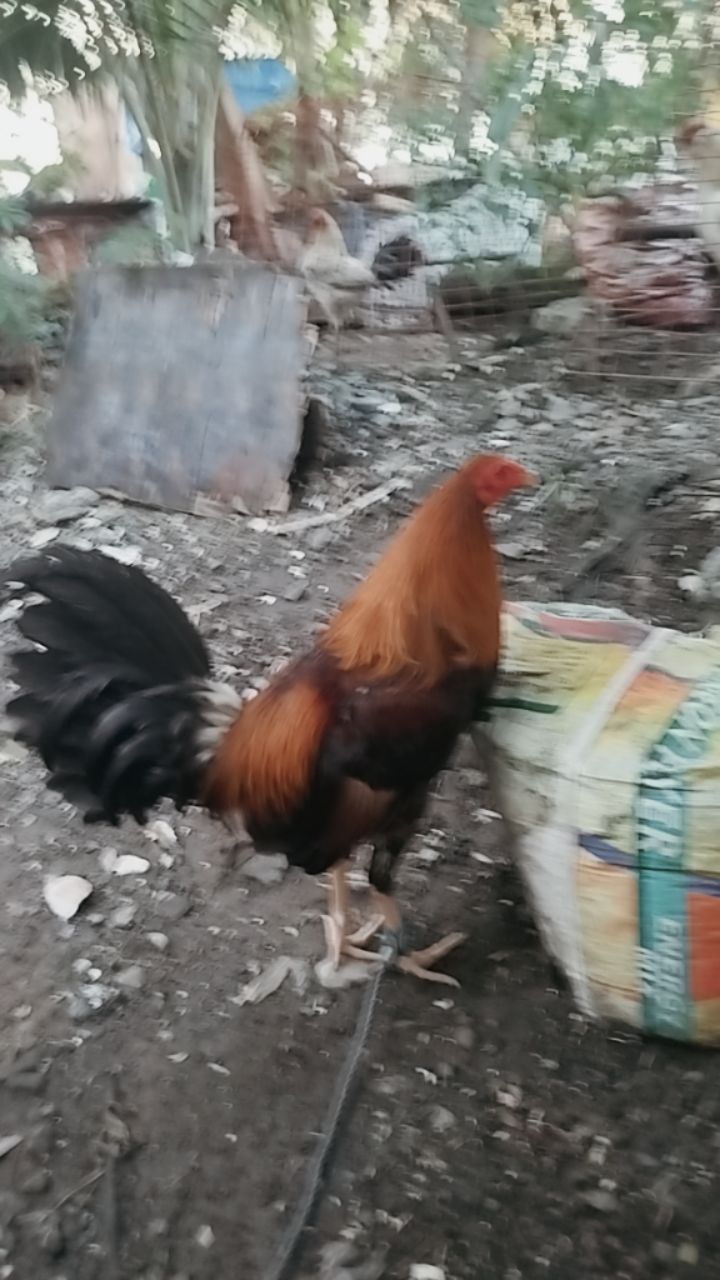 @Mindoreno