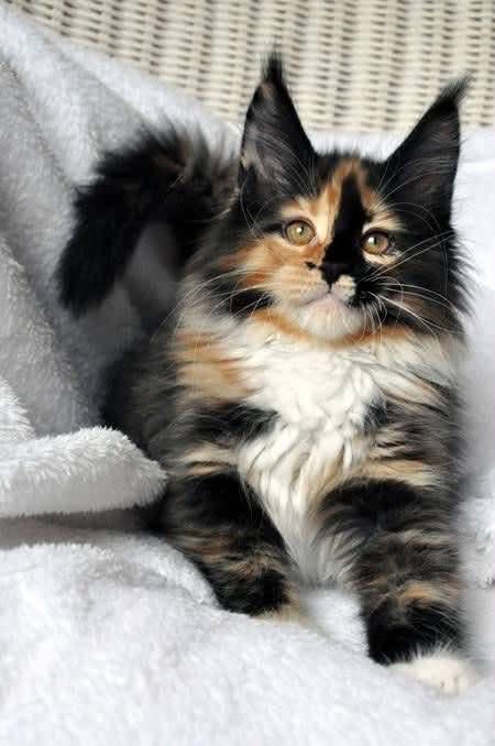@Maine Coon Kittens