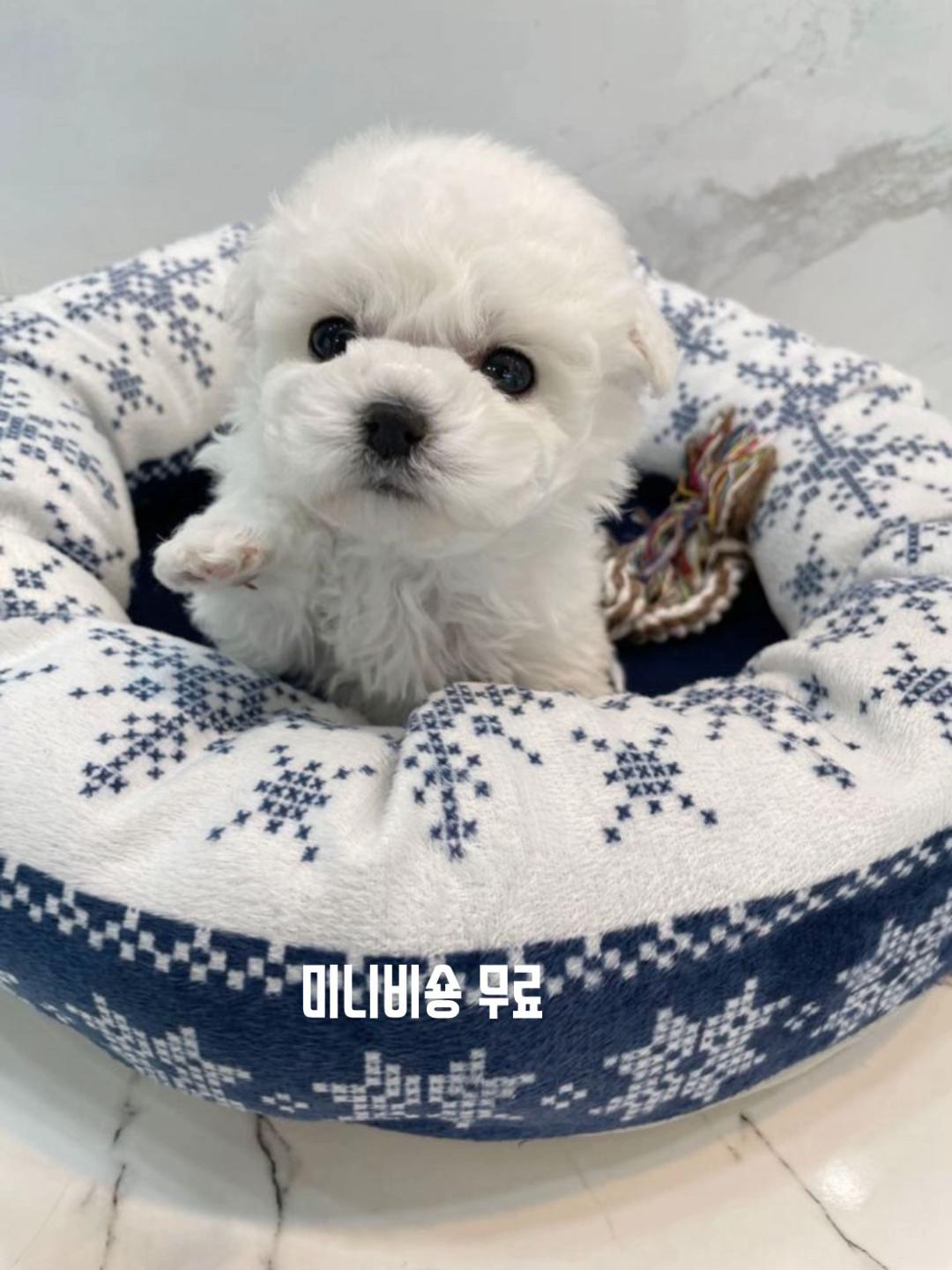 @perro feliz