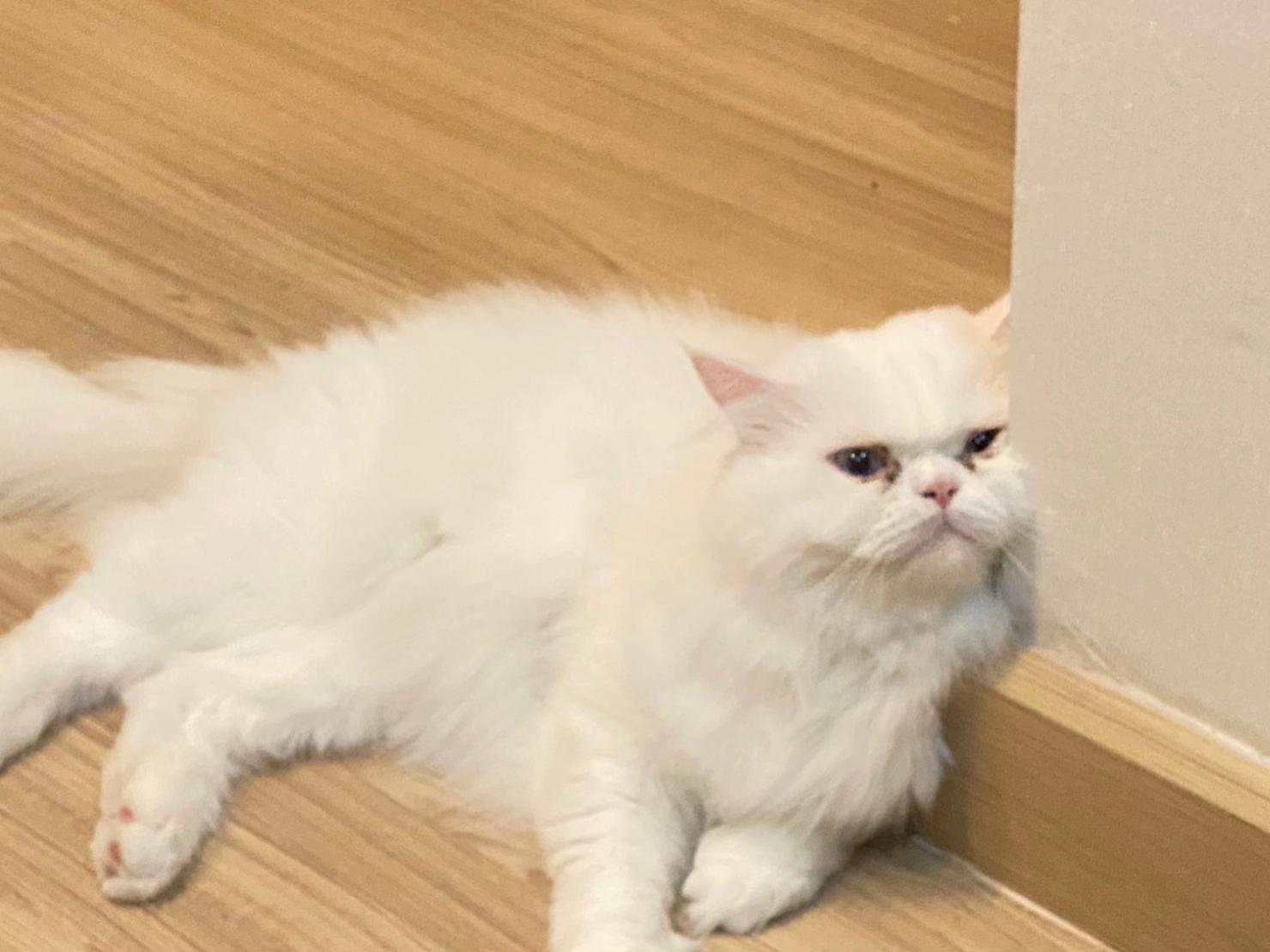 @แมวโง่