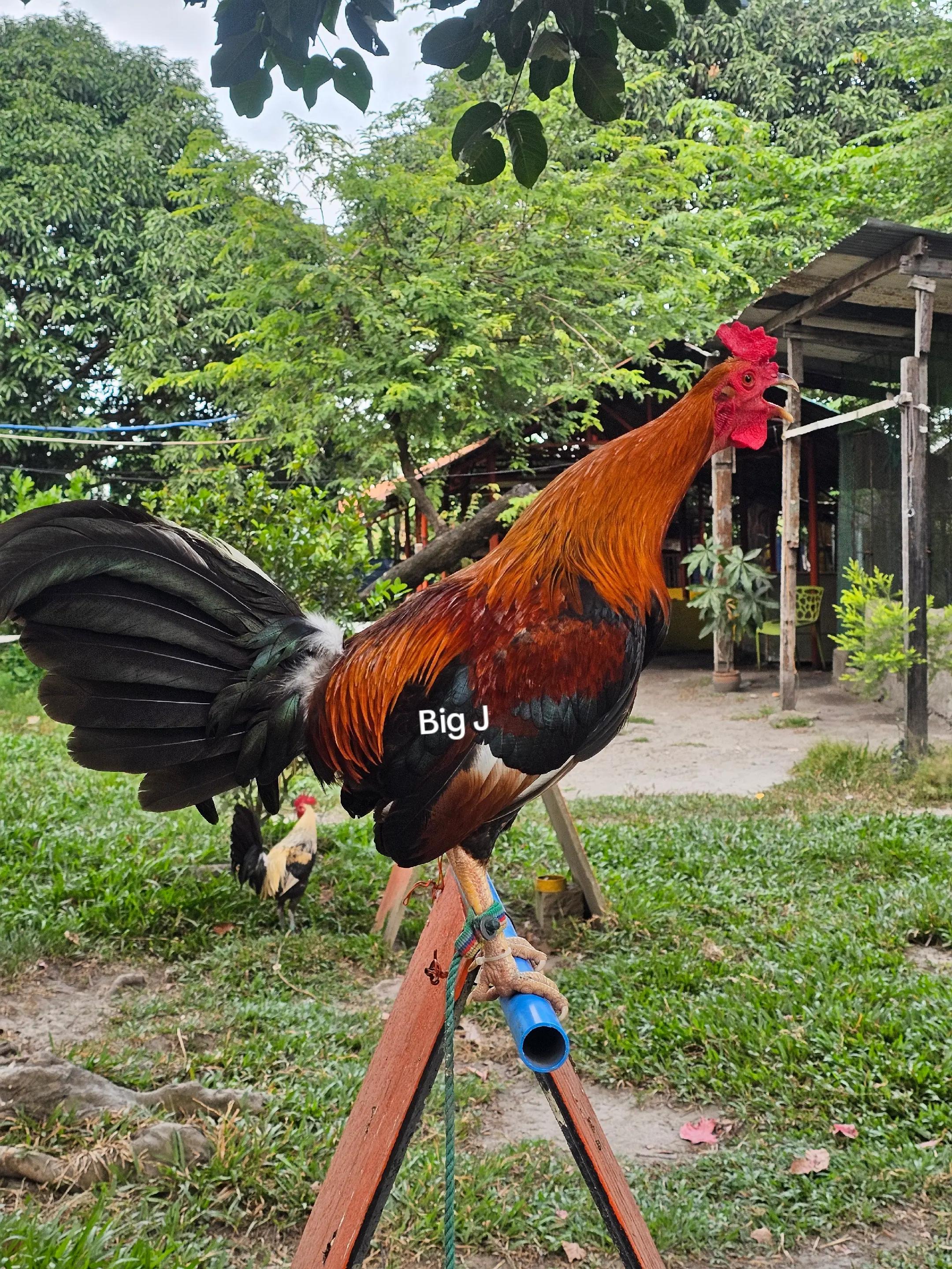 @Big J Gamefarm