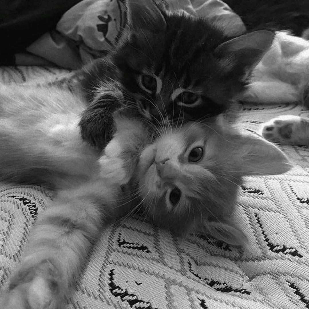 @ni_kis🐾🐈&zwj;⬛