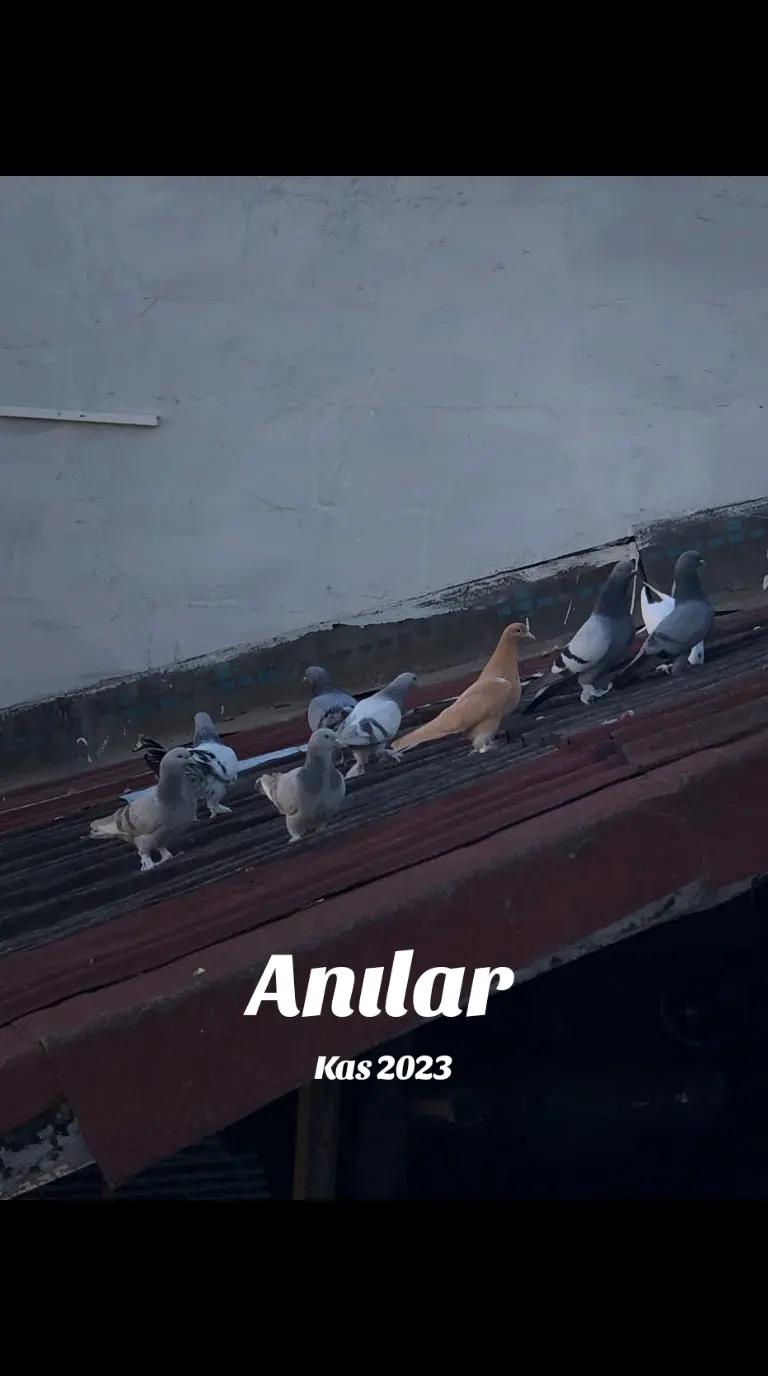 @&ccedil;arşambalı