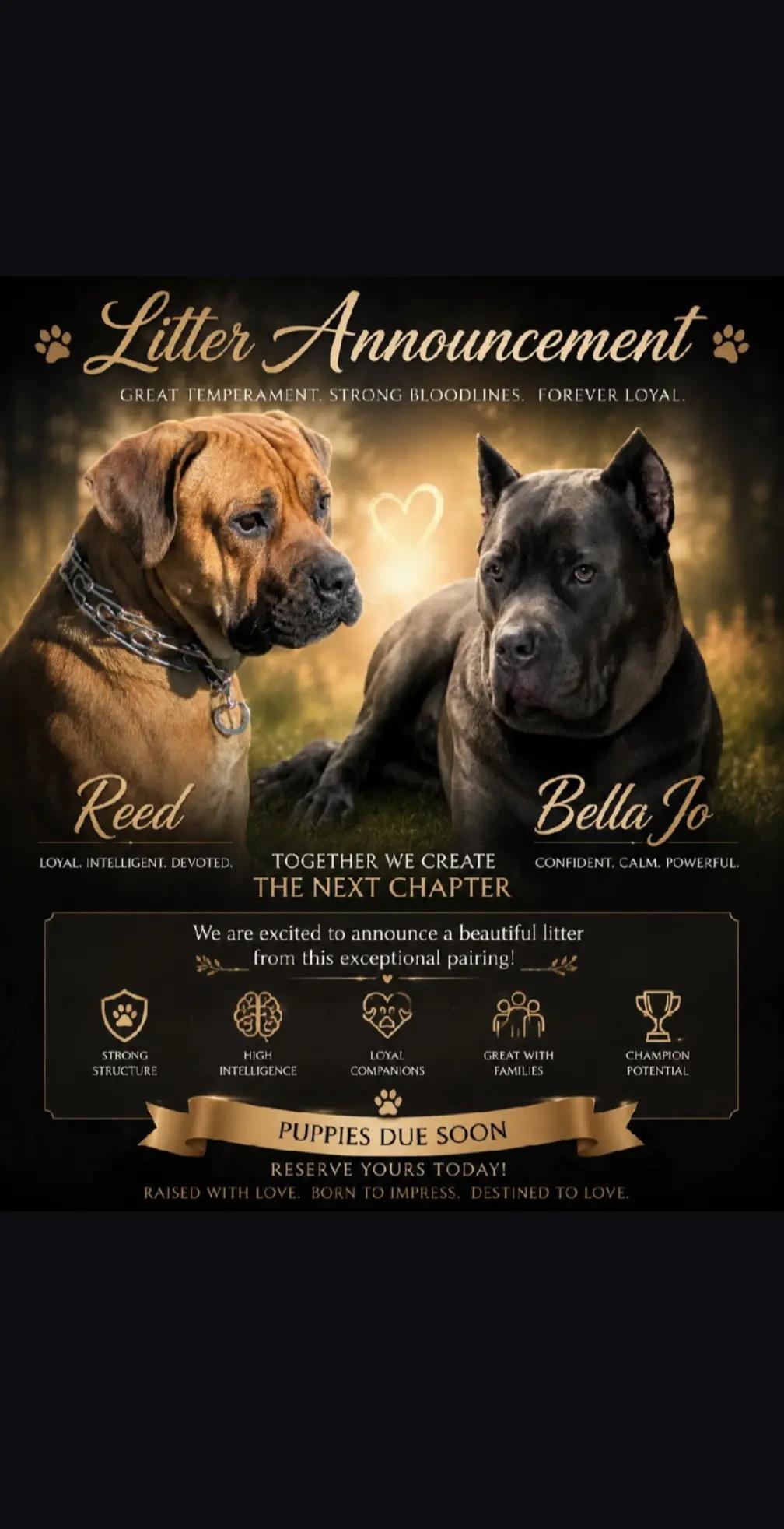 @BOOTHEEL CANE CORSO