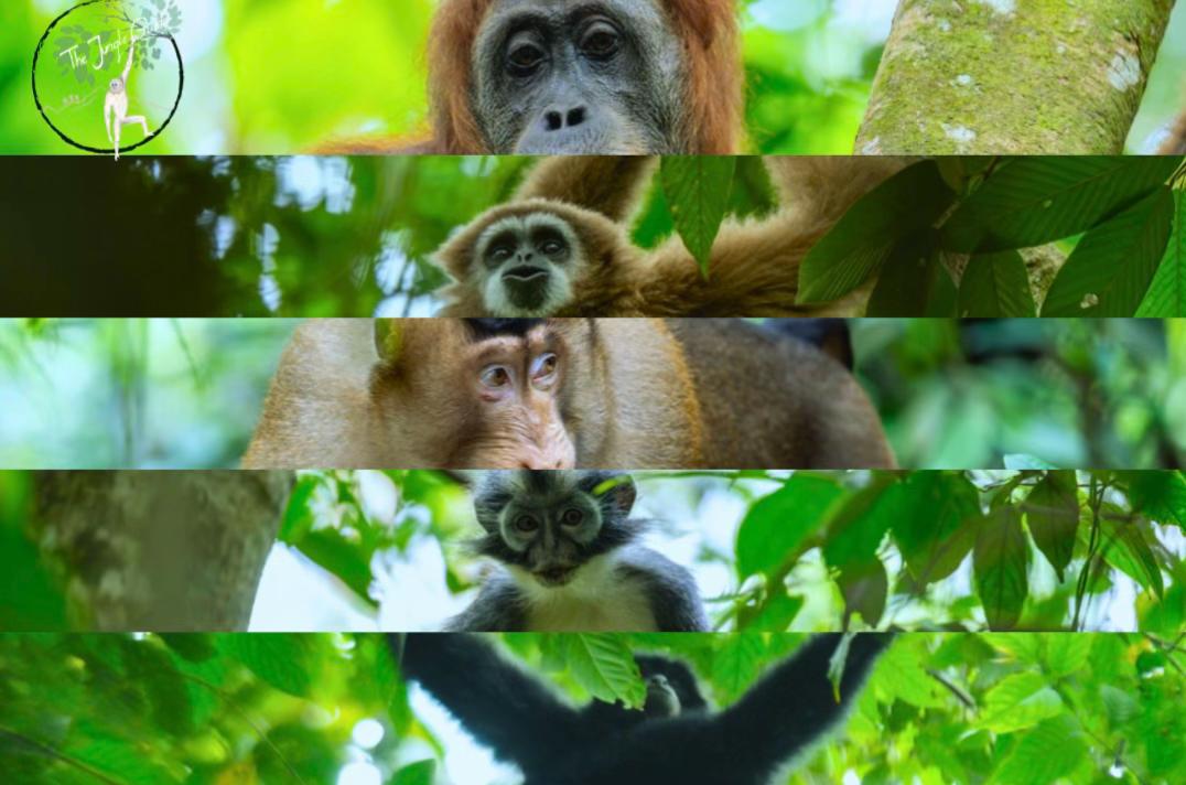 @The Jungle Guide