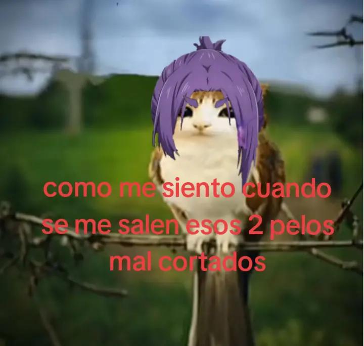 @meowl