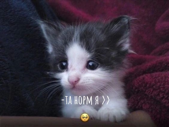 @кукарача