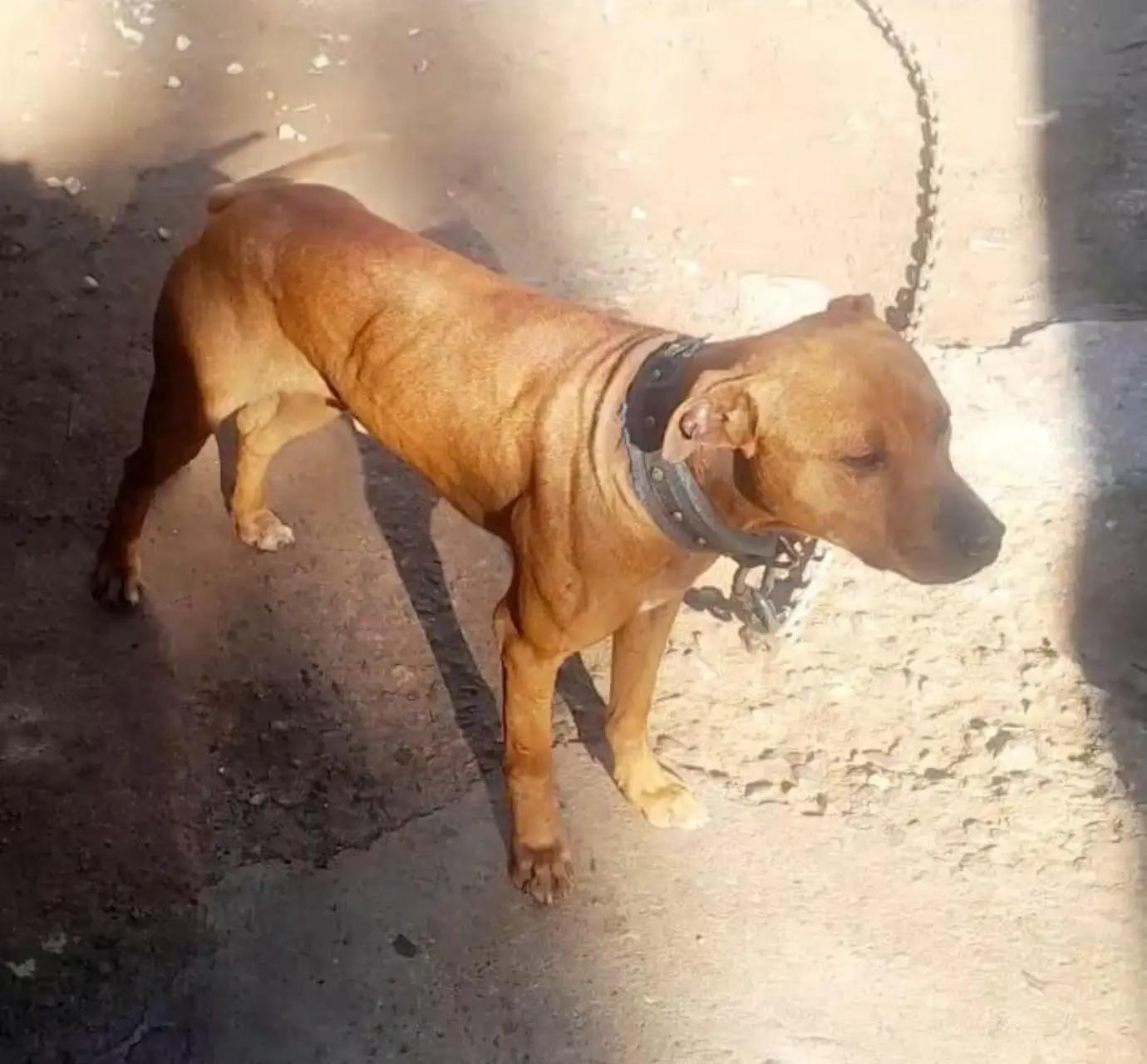 @SAAPBT_GAMEDOGS
