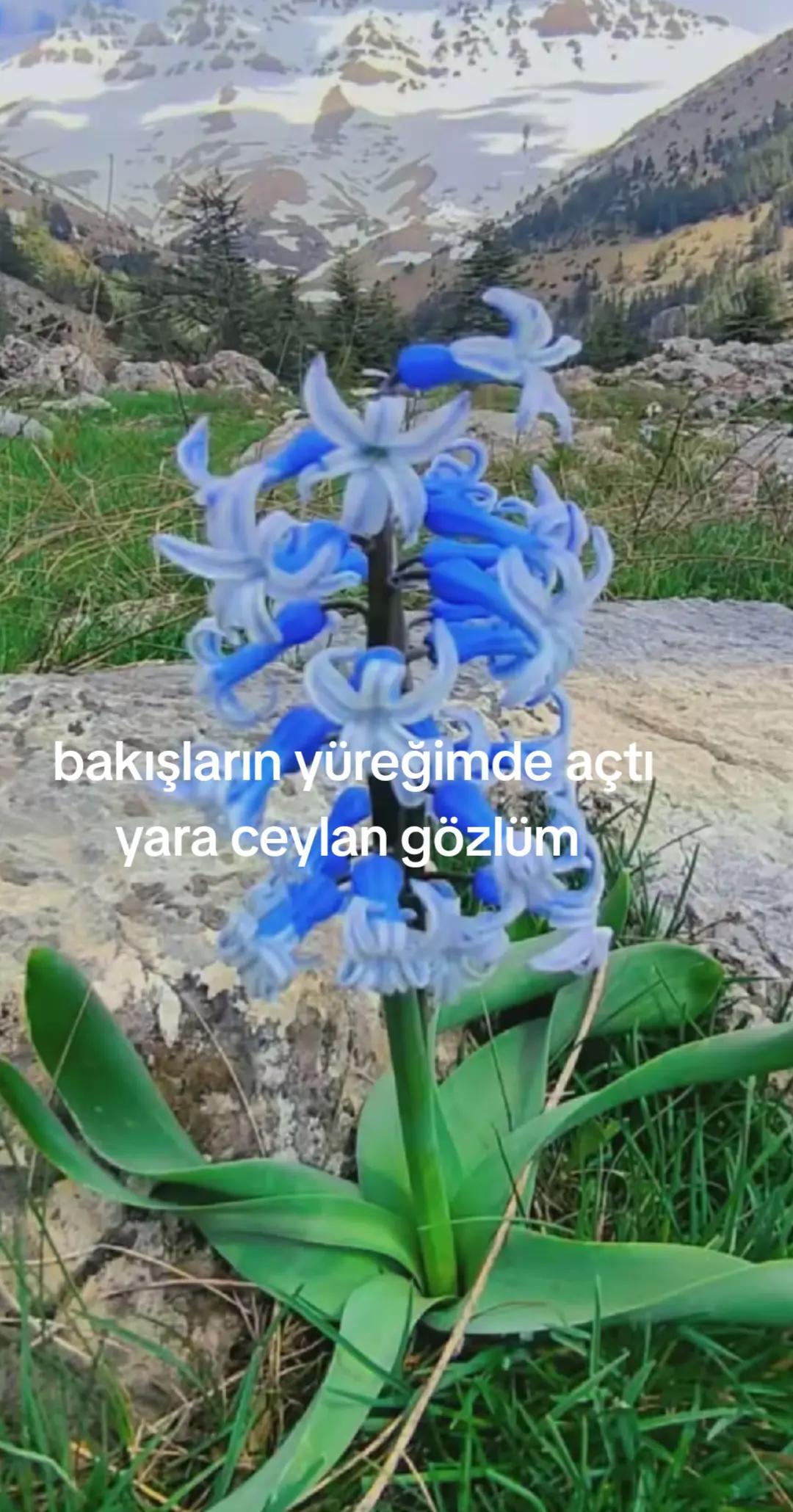 @Karako&ccedil;