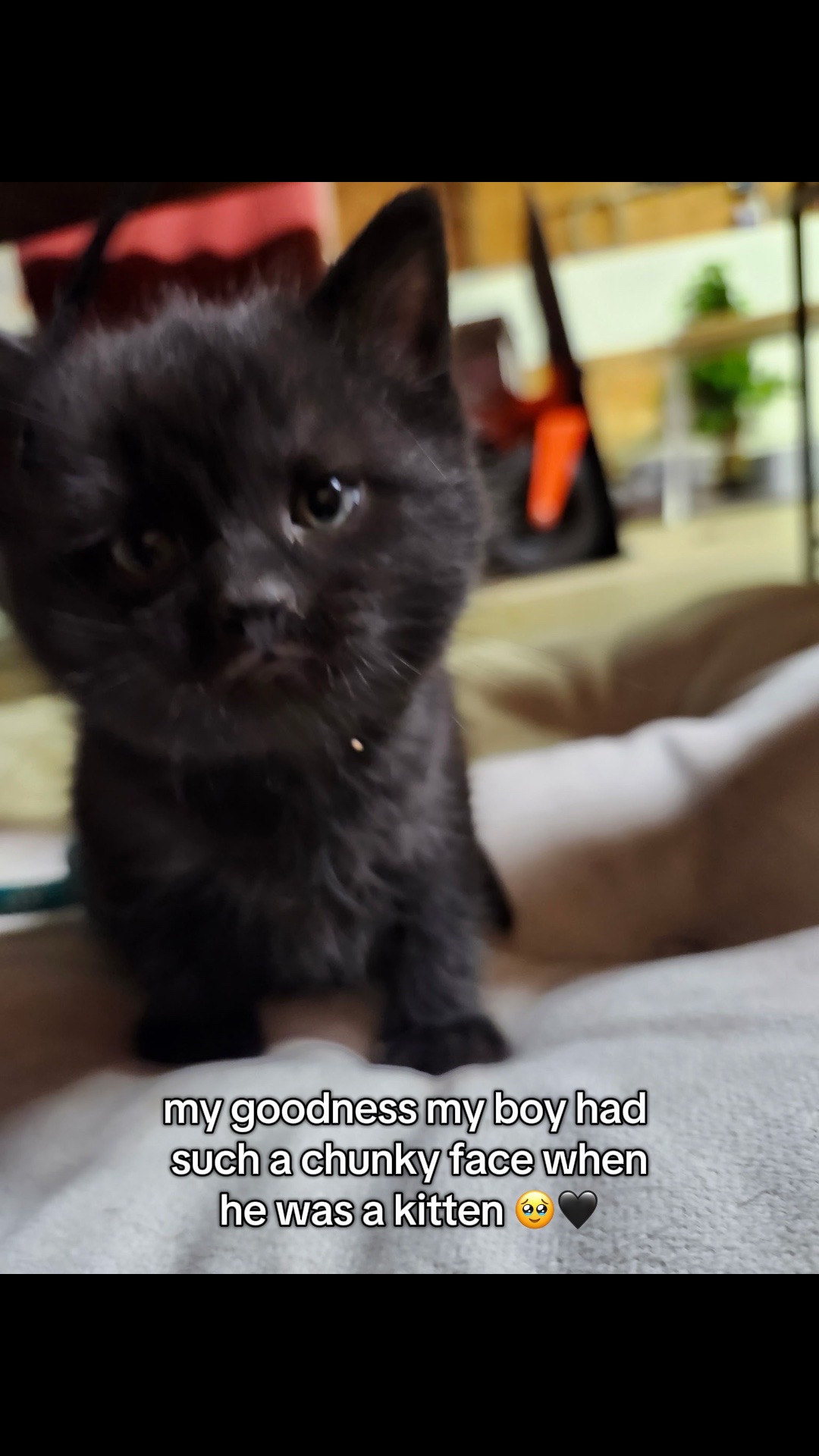 @twin voids 🐈&zwj;⬛