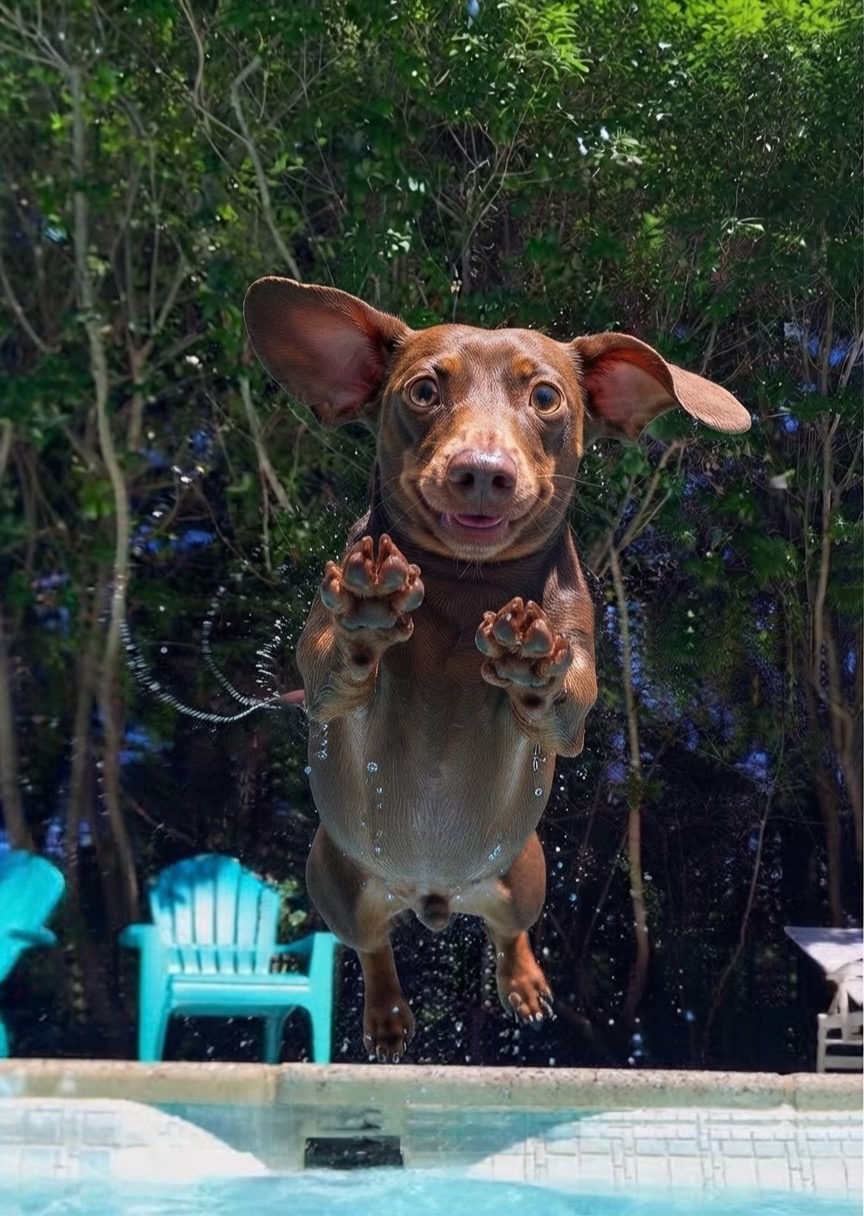 @Dachshund Party