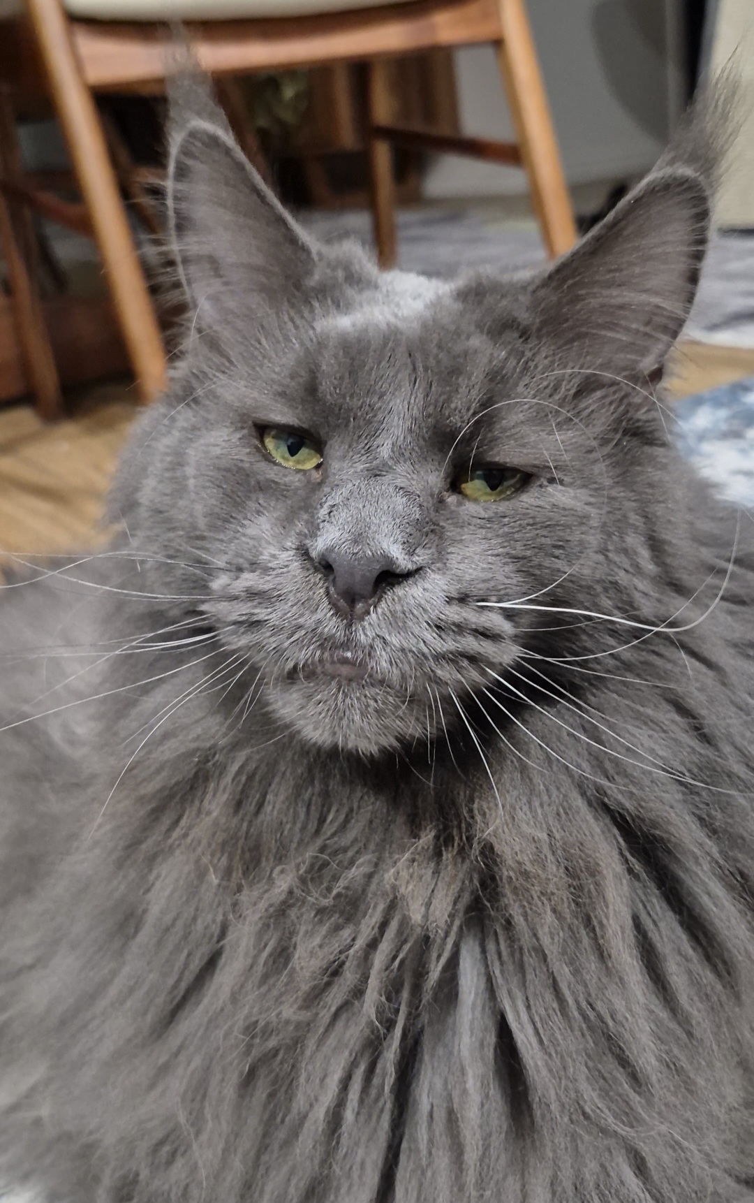 @Ragnar the Maine Coon 🐈