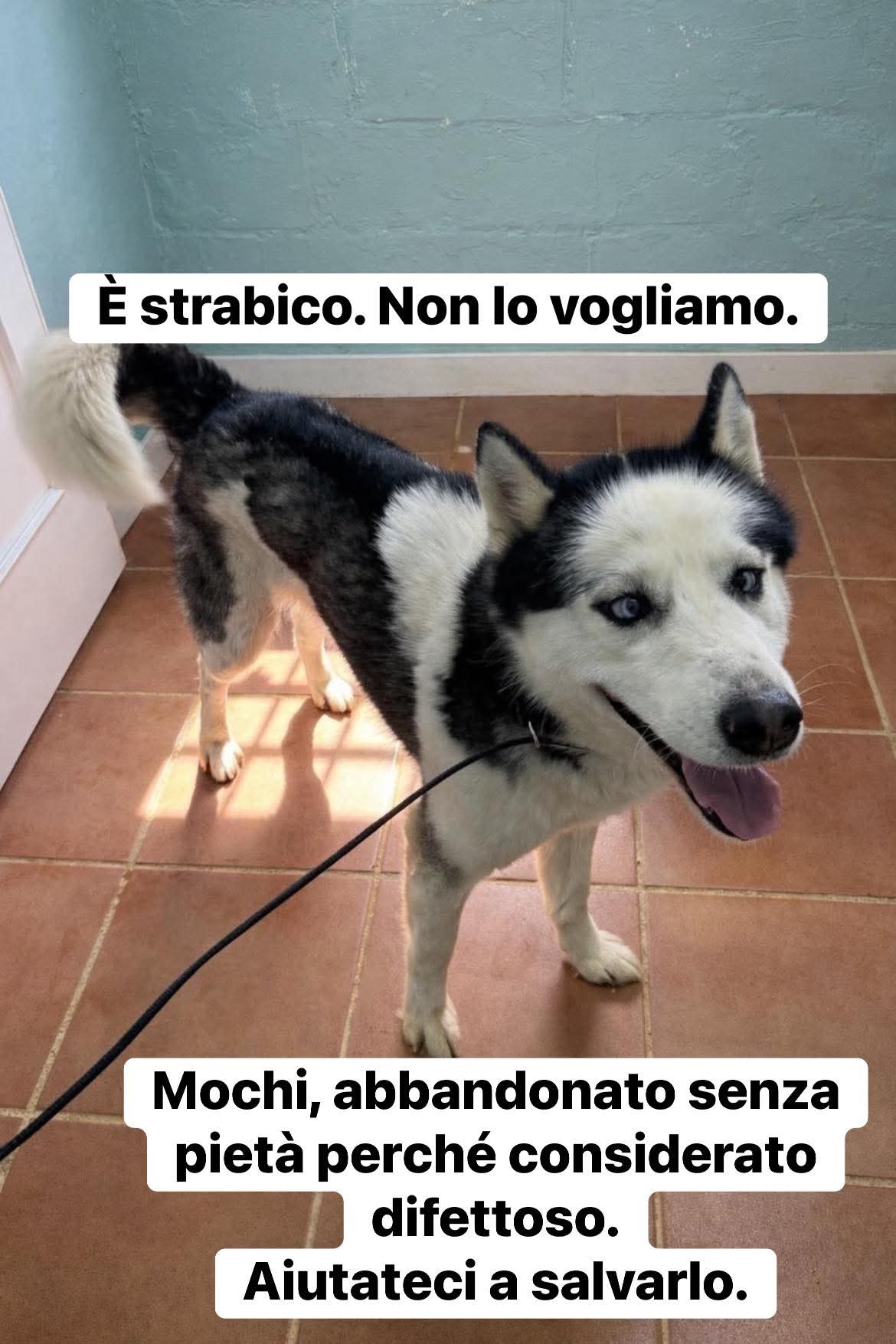 @⚠️ IL RE DEI BULLY ⚠️