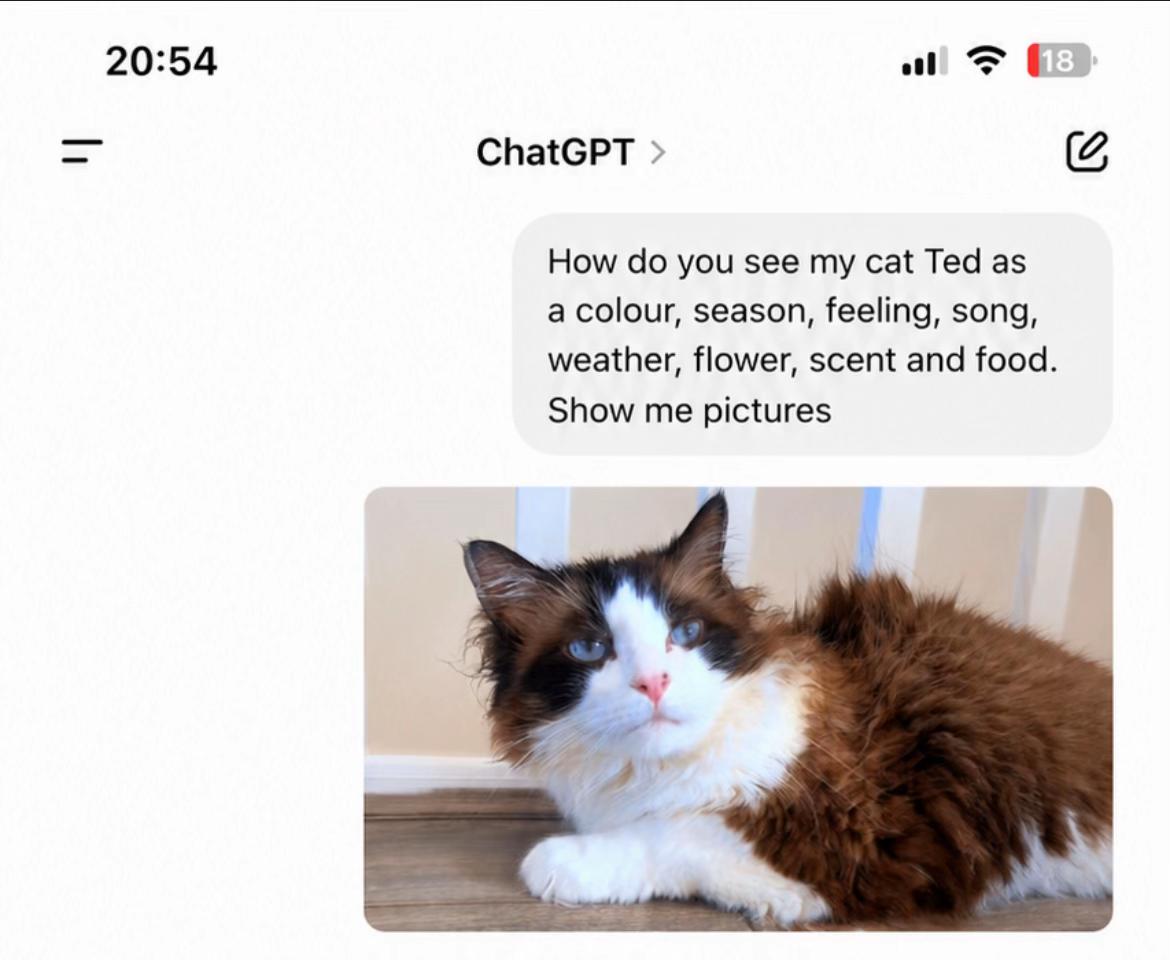 @Ted the ragdoll cat 🐾