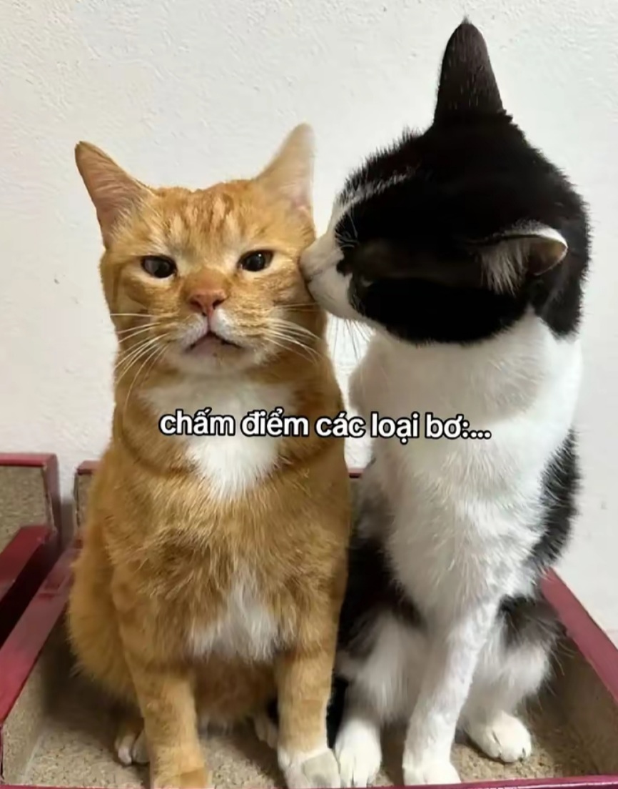 @gb l&agrave; mặt trời nhỏ