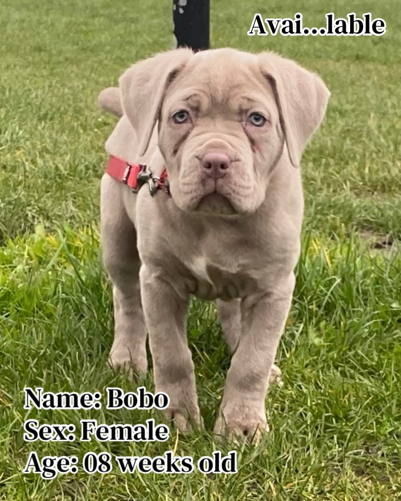 @Andrew cane corso