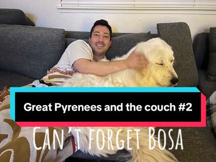 @PyreneesDogs