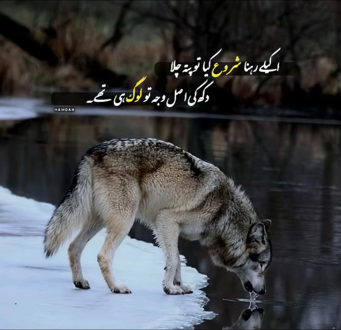 @zulfiqarzaka