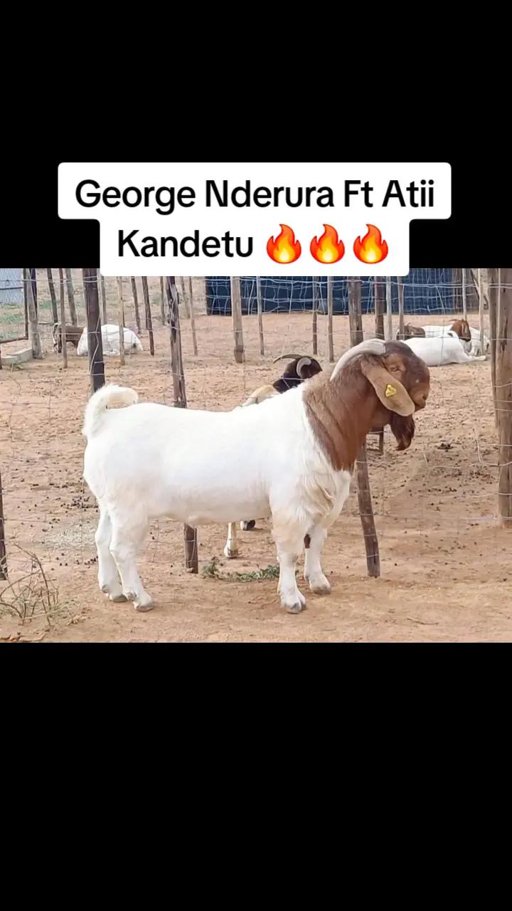 @King Zaako🇳🇦🫡