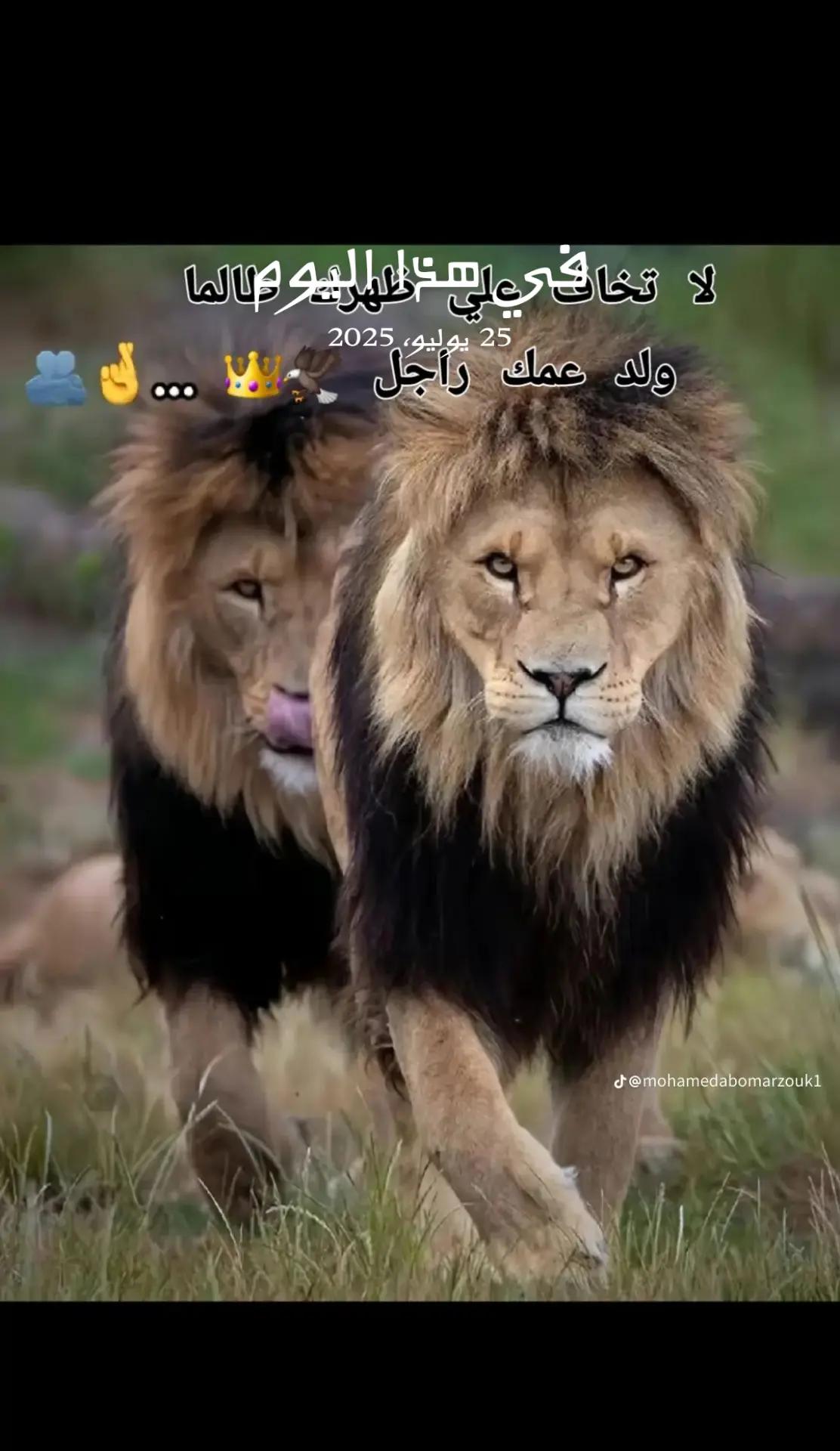 @Mohammed Bey