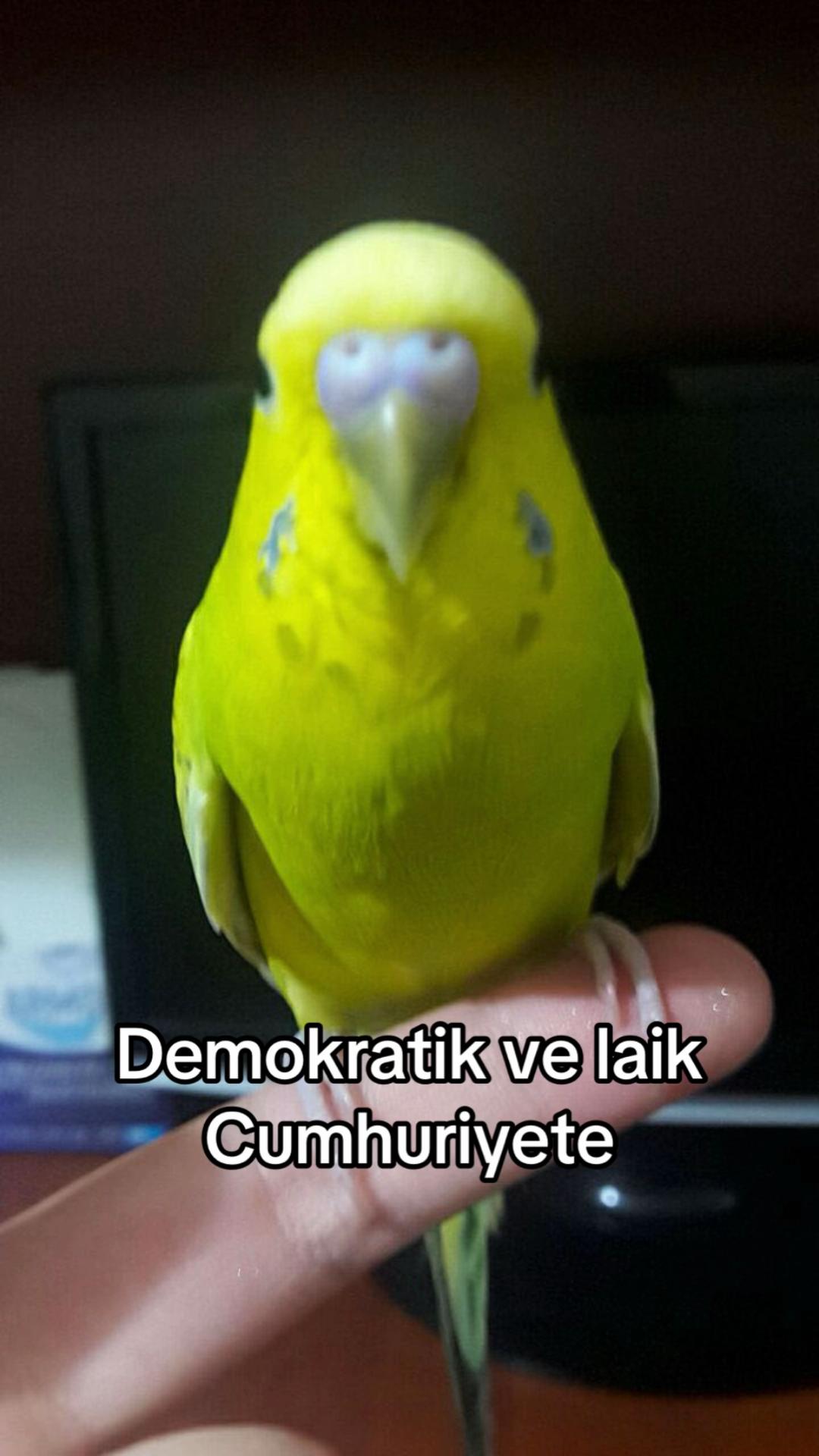 @🎀