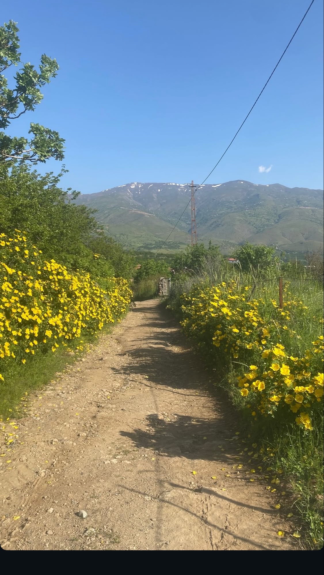 @🌼🍀