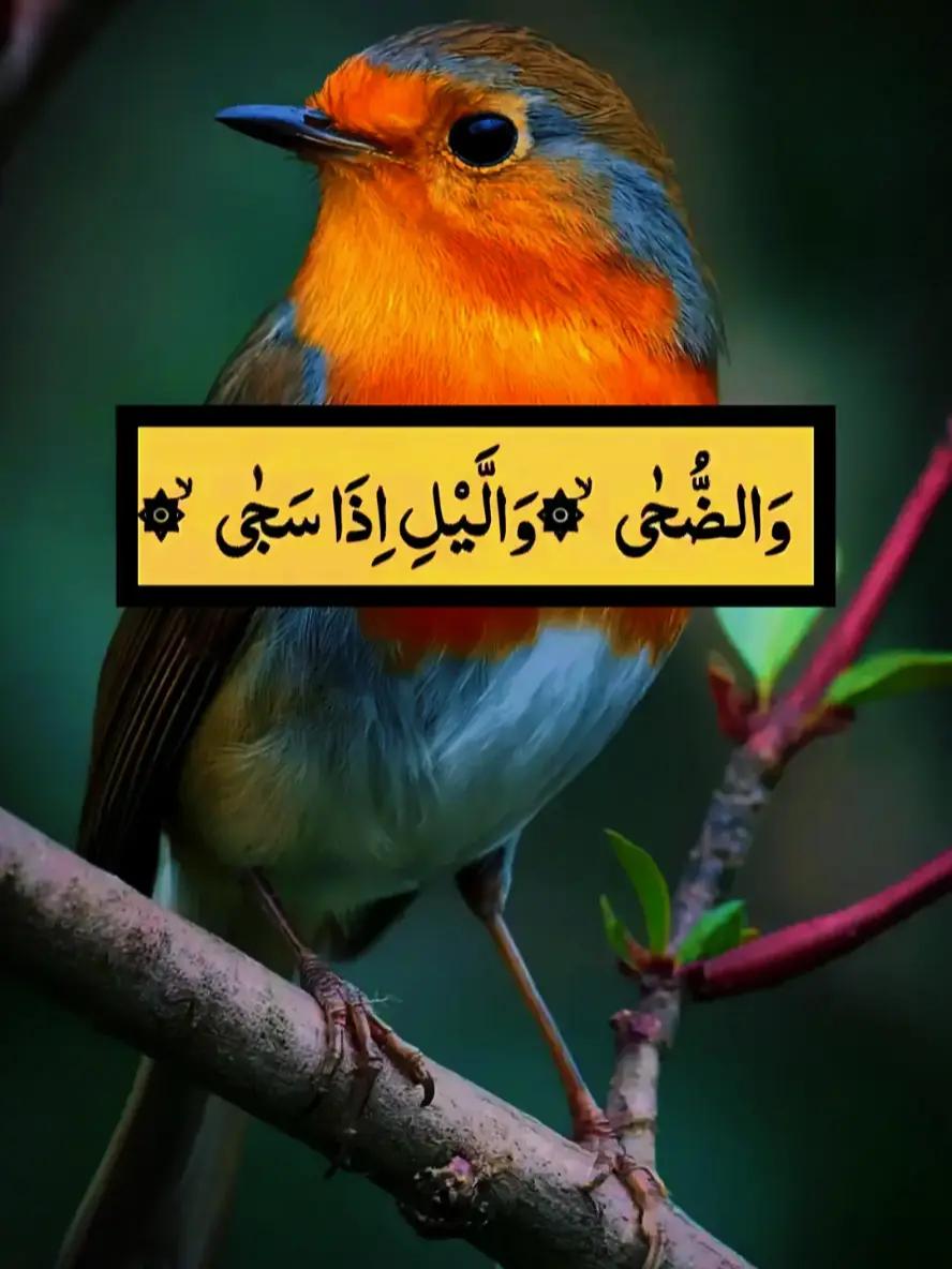 @@islamicvideotiktok341