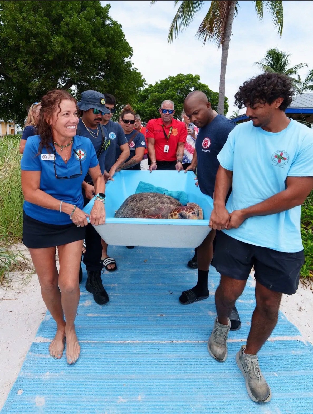 @The Turtle Hospital