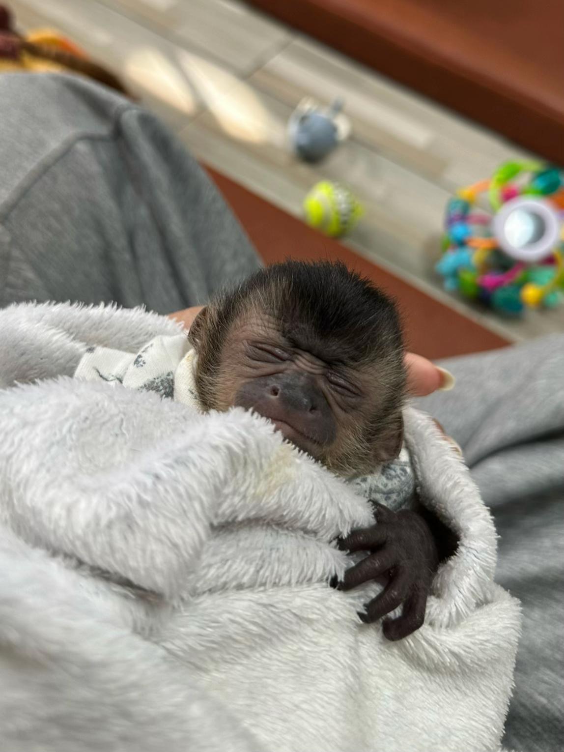 @Gutjang Capuchin