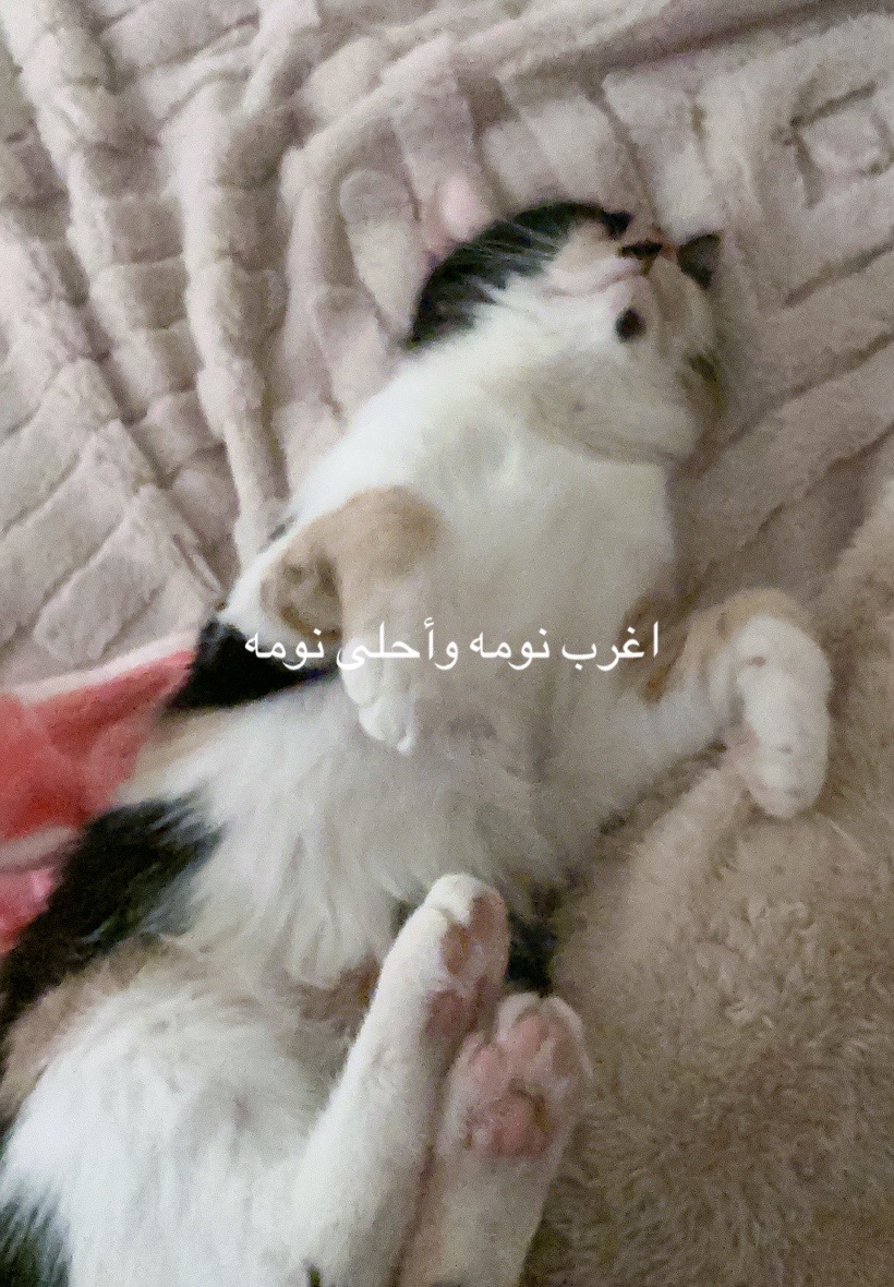 @||๐๐๐๐จ๐ซ๐๐ธ๐ท