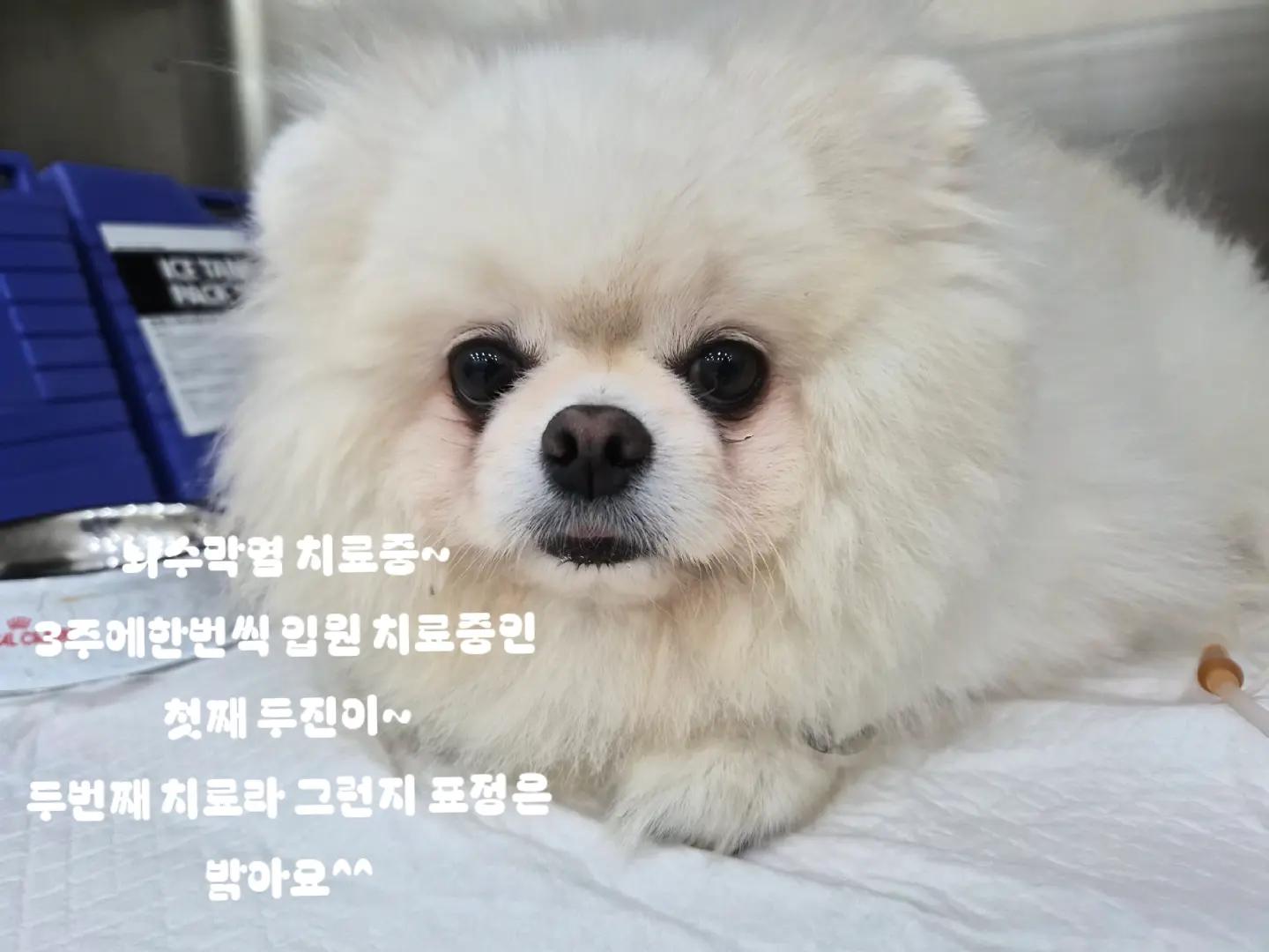 @두진이와두리 아빠