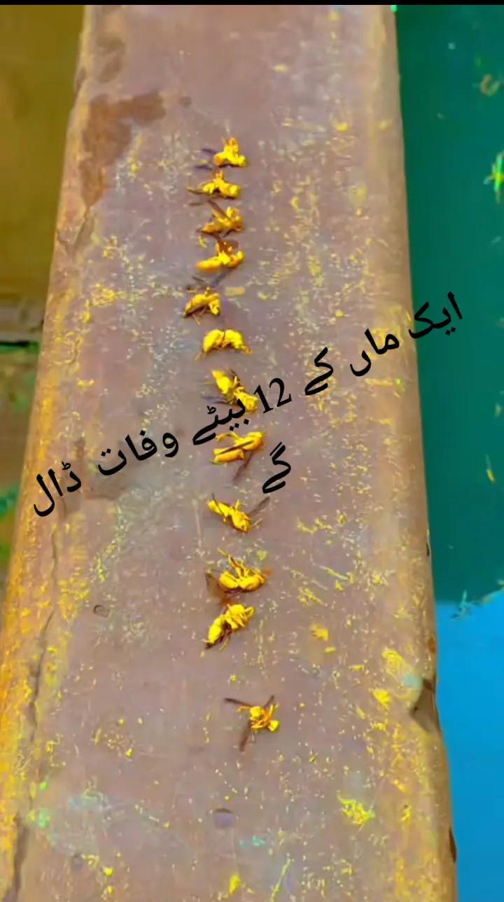@🫀رانا ولید جوڑے والا💪🔥